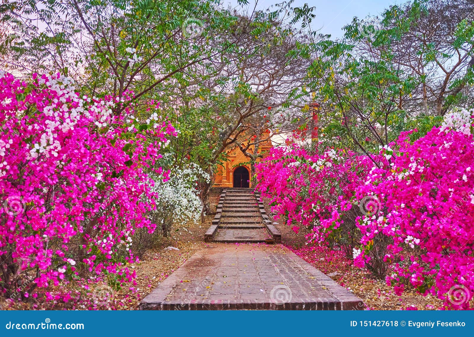 在佛教寺庙，蒲甘，缅甸的开花的灌木. 对古老佛教寺庙的正直标示用九重葛，蒲甘，缅甸五颜六色的开花的灌木