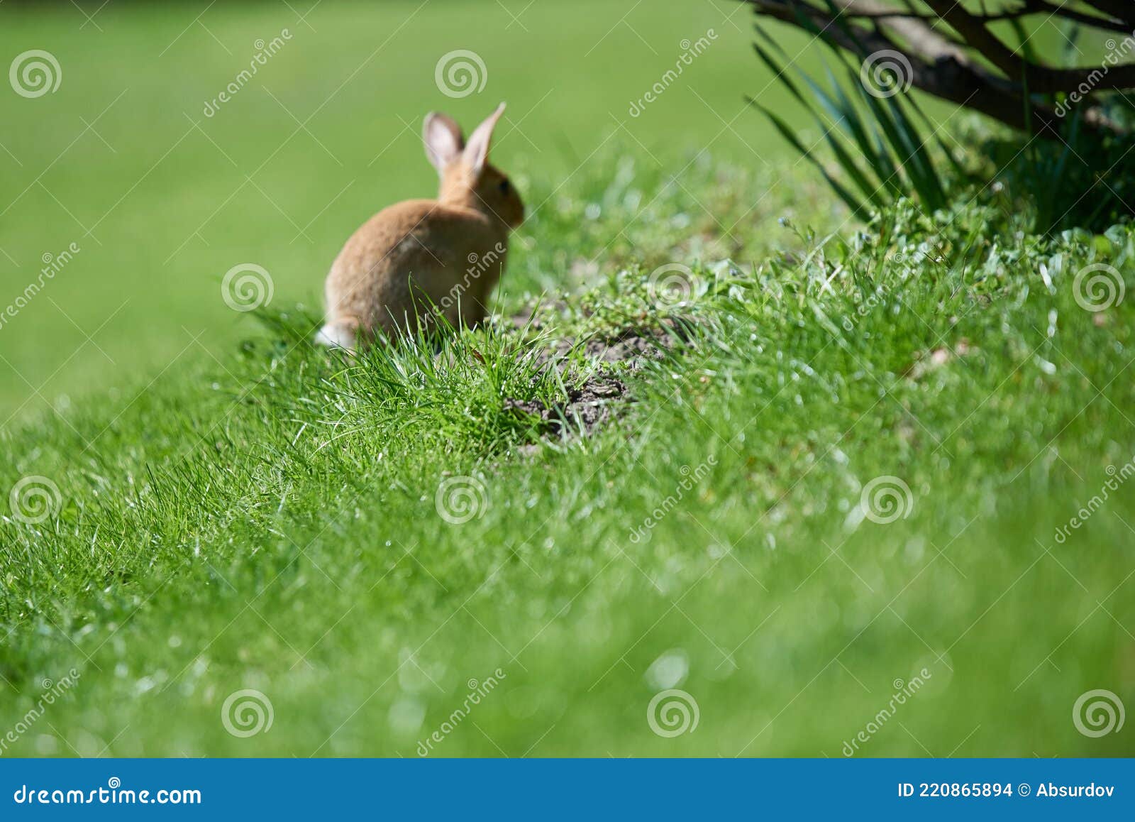 图片素材 : 草, 野生动物, 宠物, 弹簧, 哺乳动物, 花园, 动物群, 脊椎动物, 国内兔, 兔子和野兔, 木兔子 3504x2336 ...