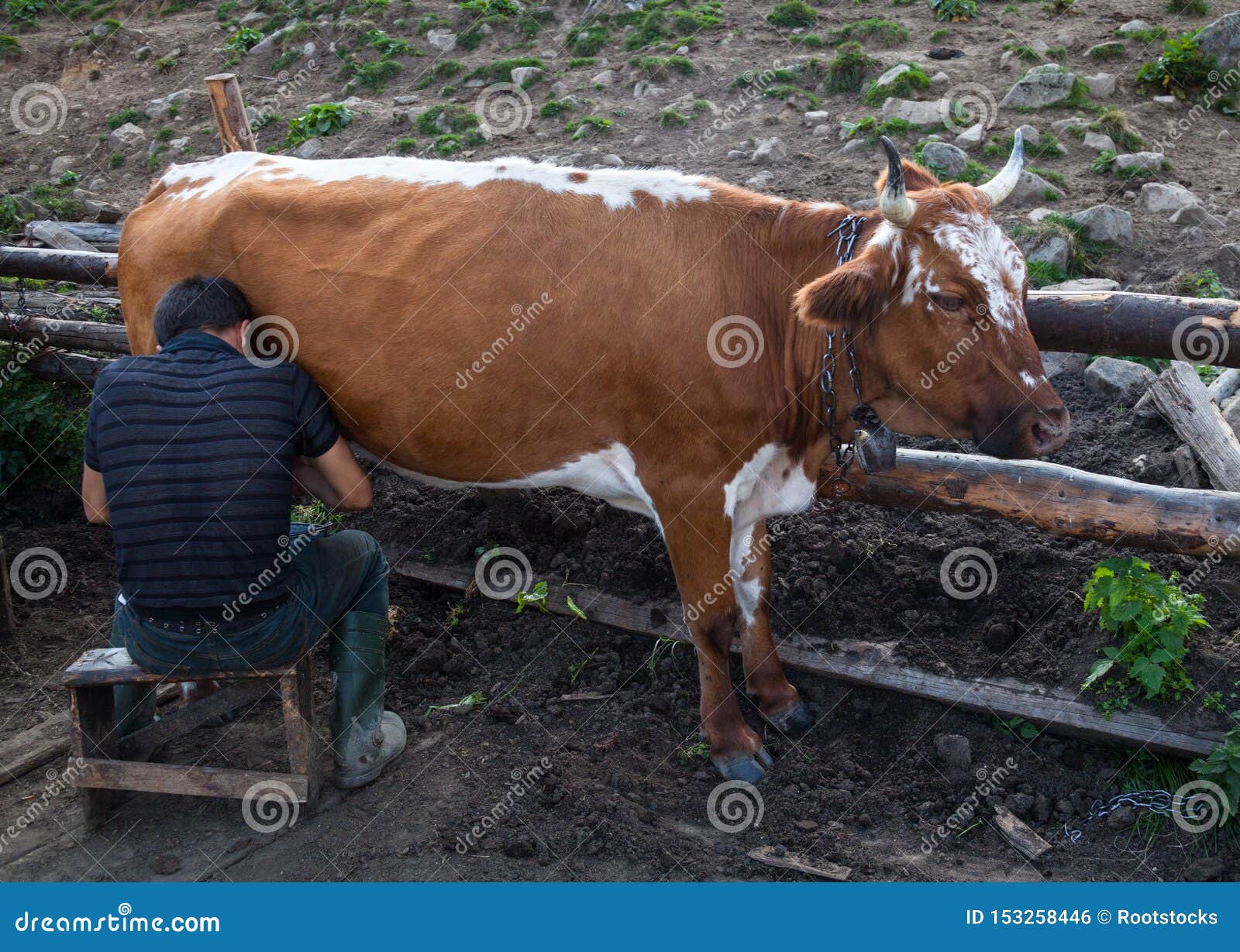 在农场奶牛挤奶设施图片下载 - 觅知网