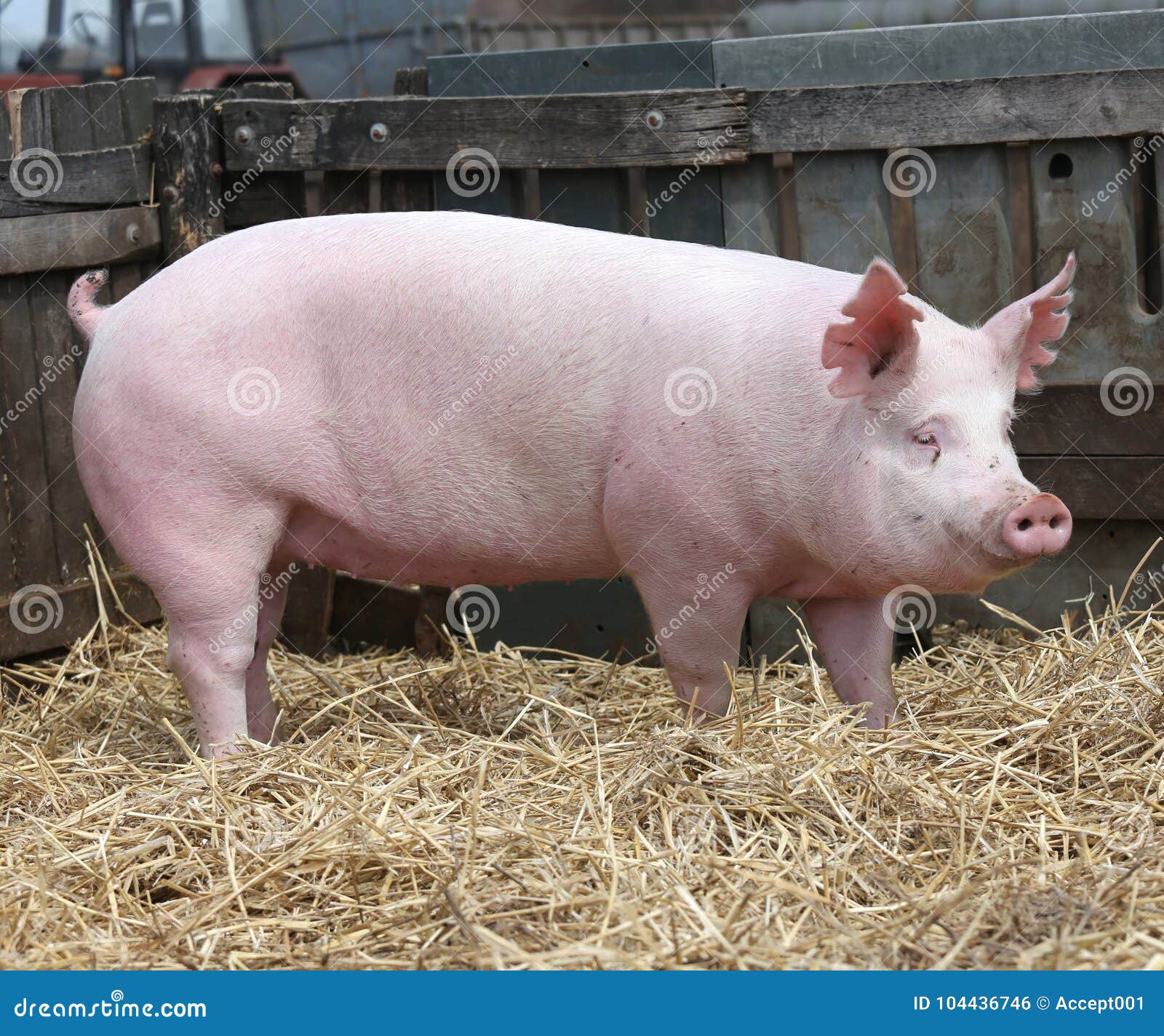 猪 母猪 农场 - Pixabay上的免费照片 - Pixabay