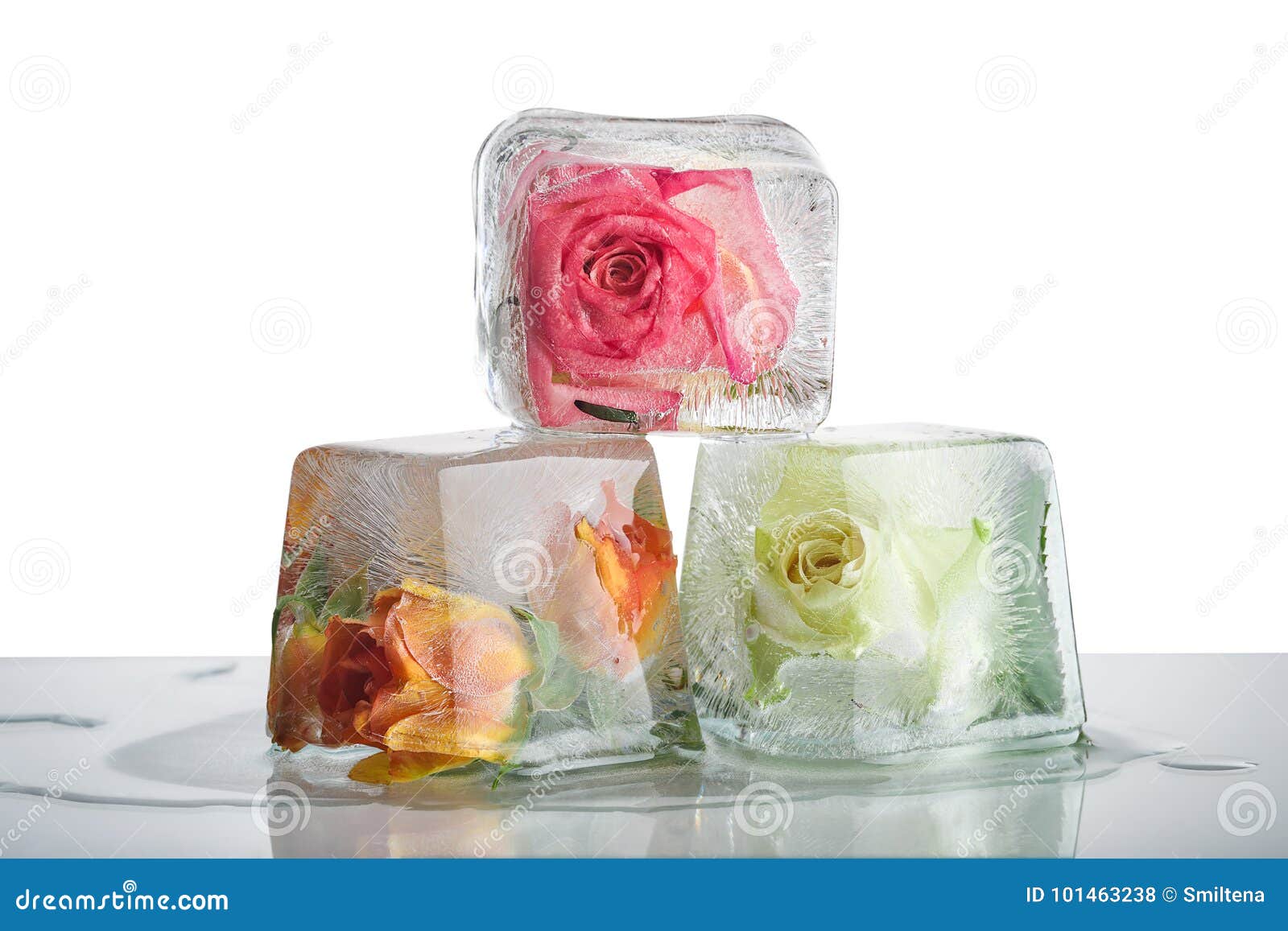 冰块玫瑰背景图 - 堆糖，美图壁纸兴趣社区