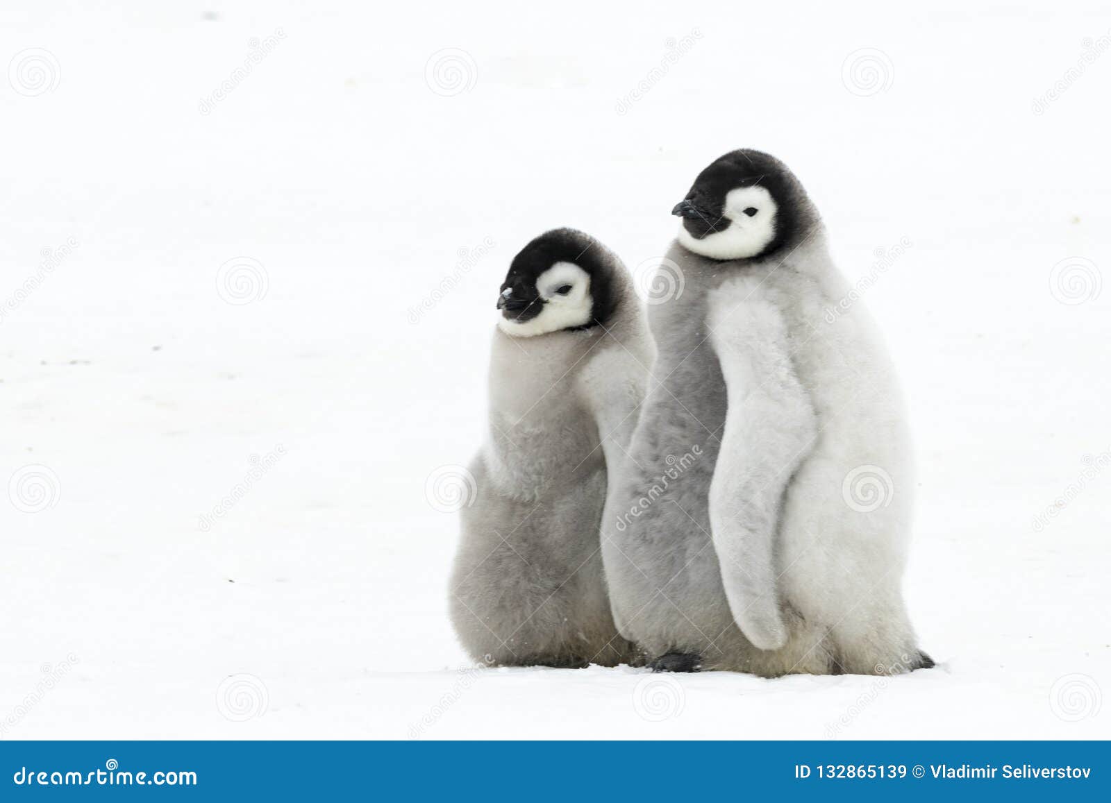 两只可爱的企鹅摄影图高清摄影大图-千库网