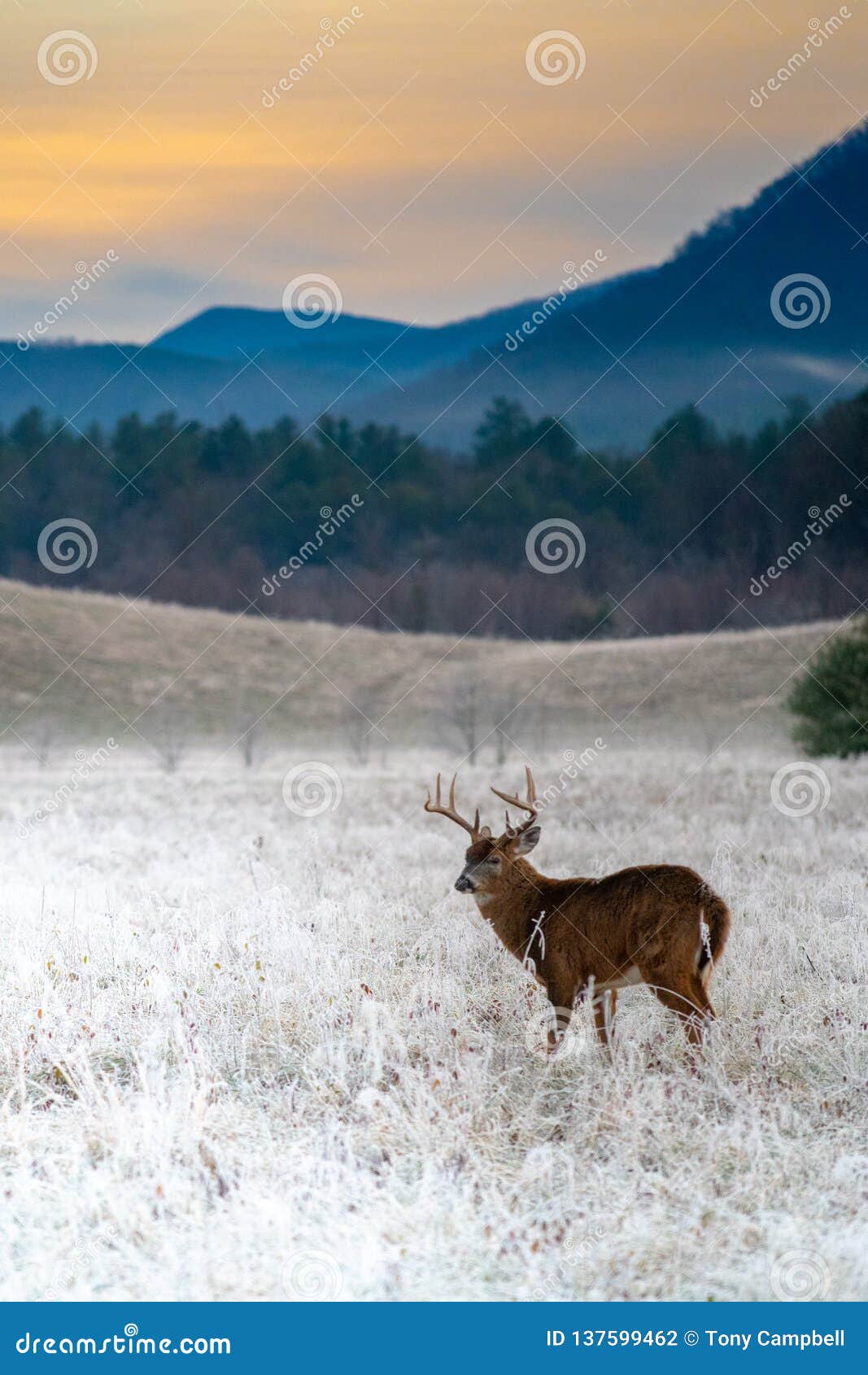 在冷淡的领域的白被盯梢的鹿大型装配架. 在霜的大白被盯梢的鹿大型装配架身分在日出前包括领域在发烟性山Naitonal公园