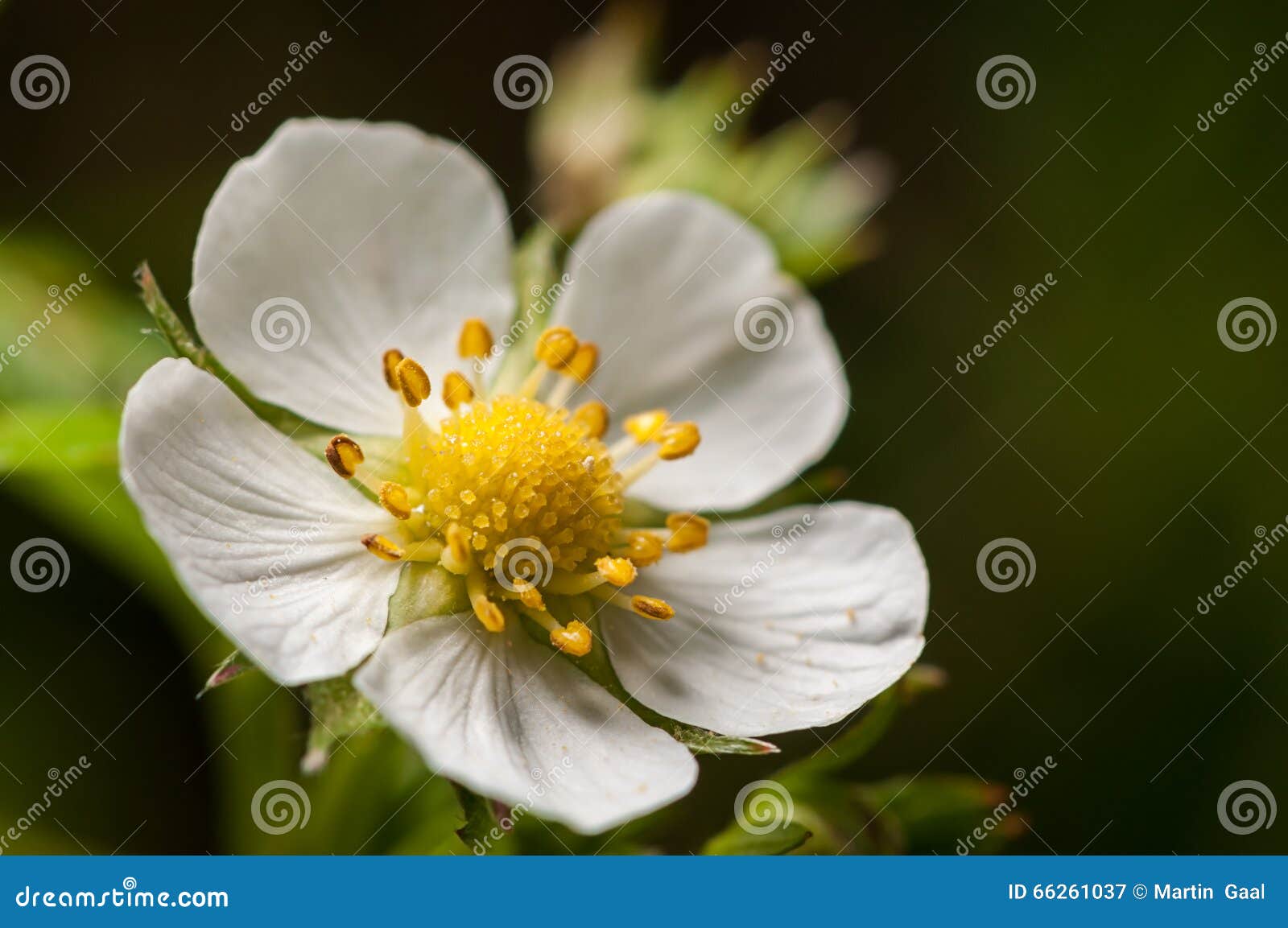 在分支的白色樱桃bloosom花本质上，花背景，春天到来的标志