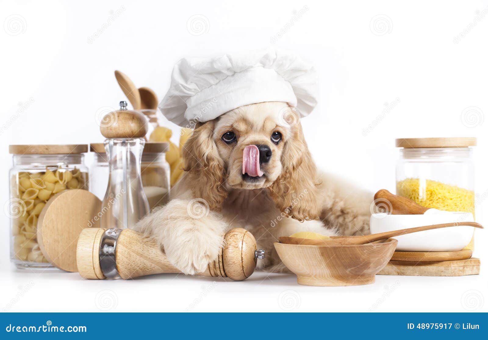 在厨师的帽子的美国美卡犬小狗.