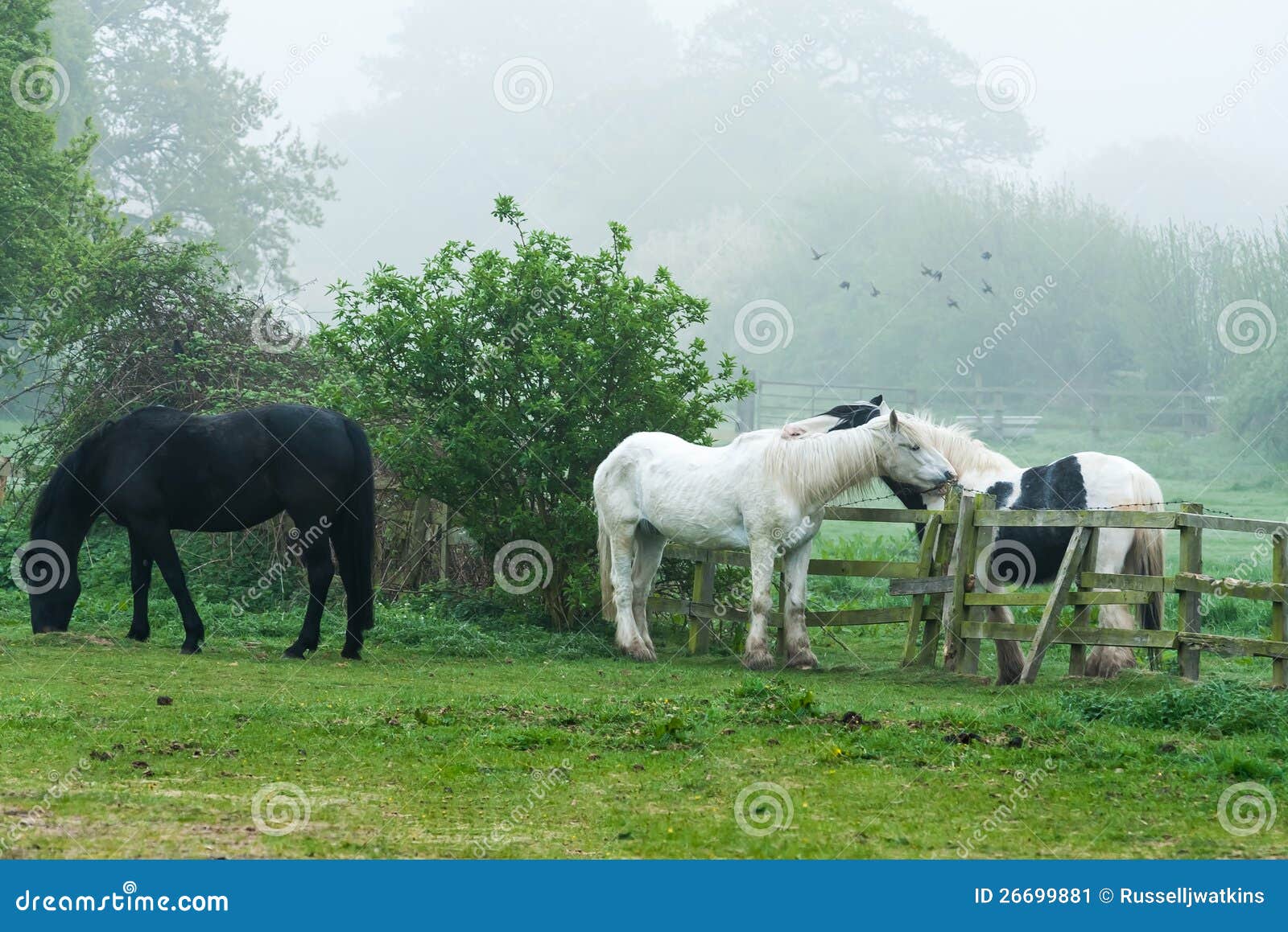 三匹马在一起的图片,一辈子在一起的图片,三匹马的图片大全大图_大山谷图库