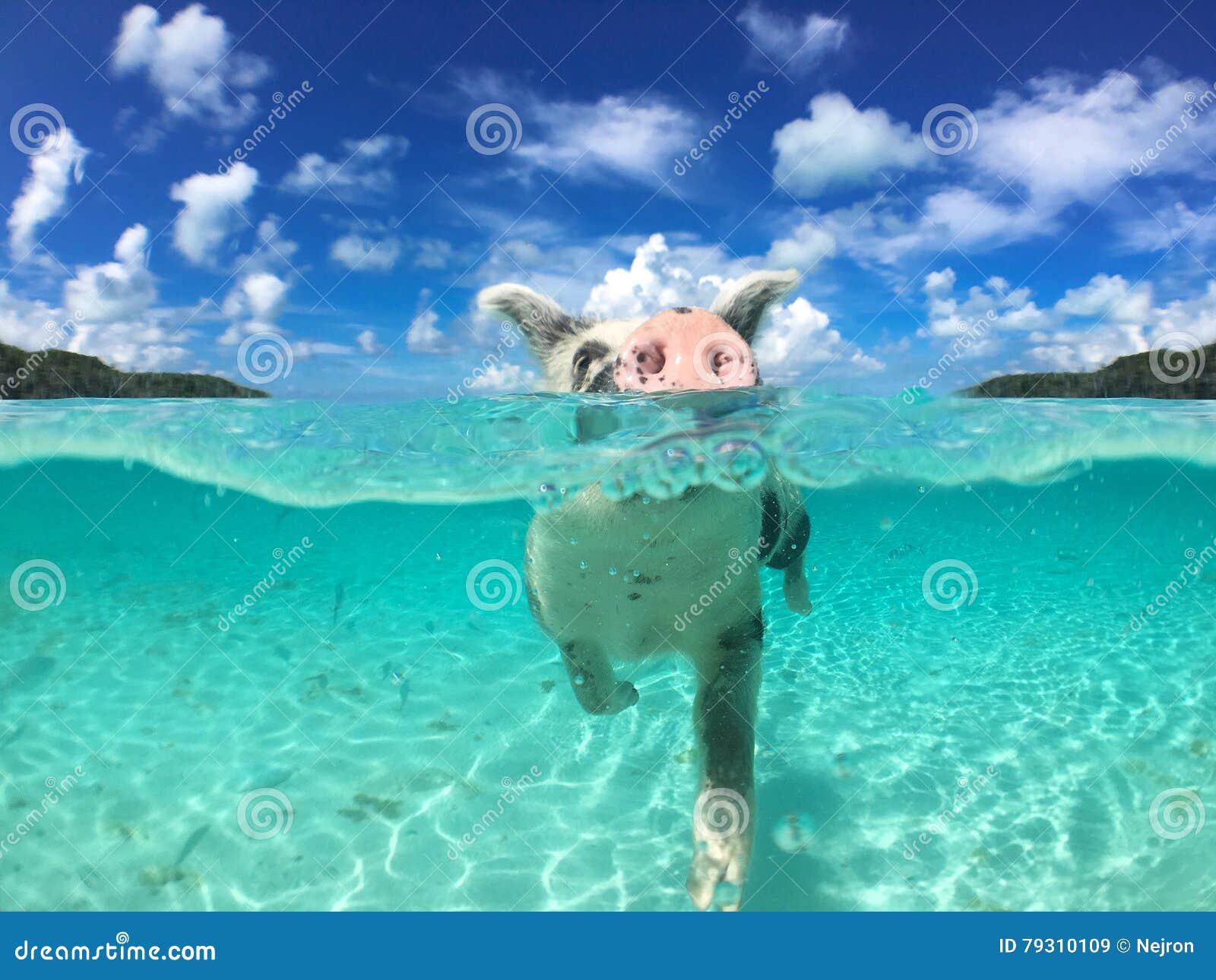 一群游泳的猪图片,图片,壁纸,动物-桌酷