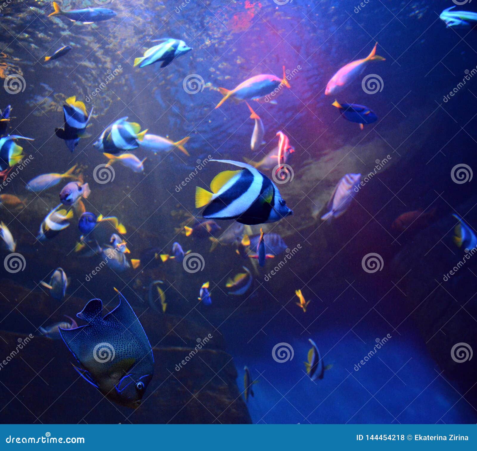 在一个浅珊瑚礁与五颜六色的热带鱼和背景中的水面水下全景高清摄影大图-千库网