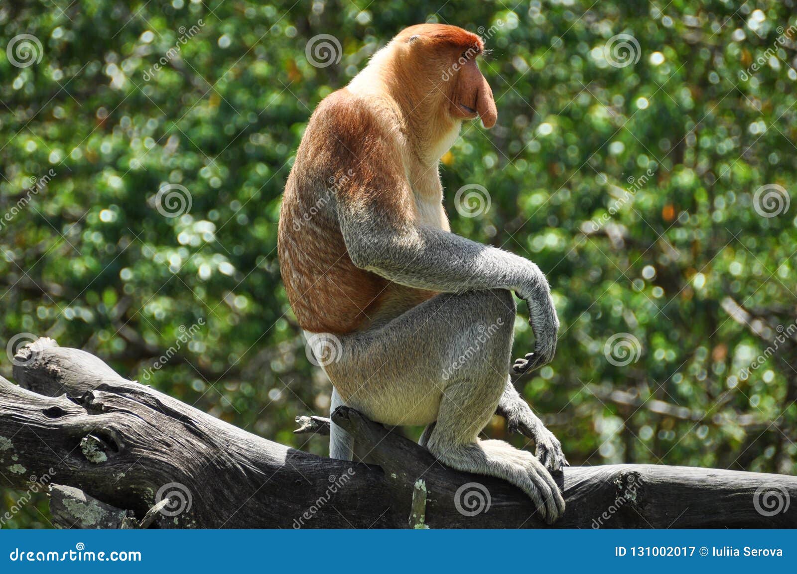 马来西亚国宝“长鼻猴”，被称为最帅的猴，女游客看了却很害羞_保护区