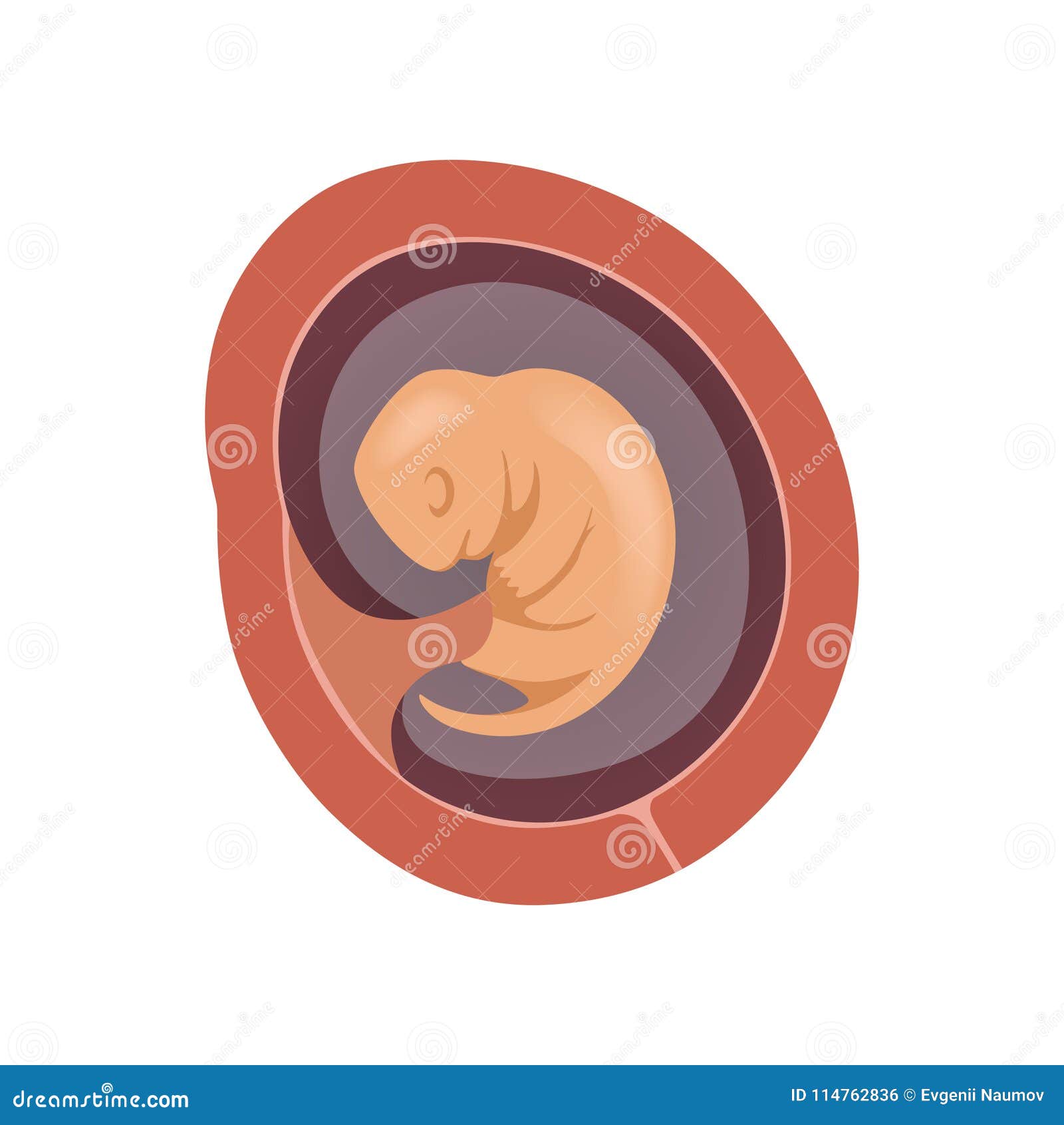 Stages of Fetal Development - CoParents.co.uk Blog