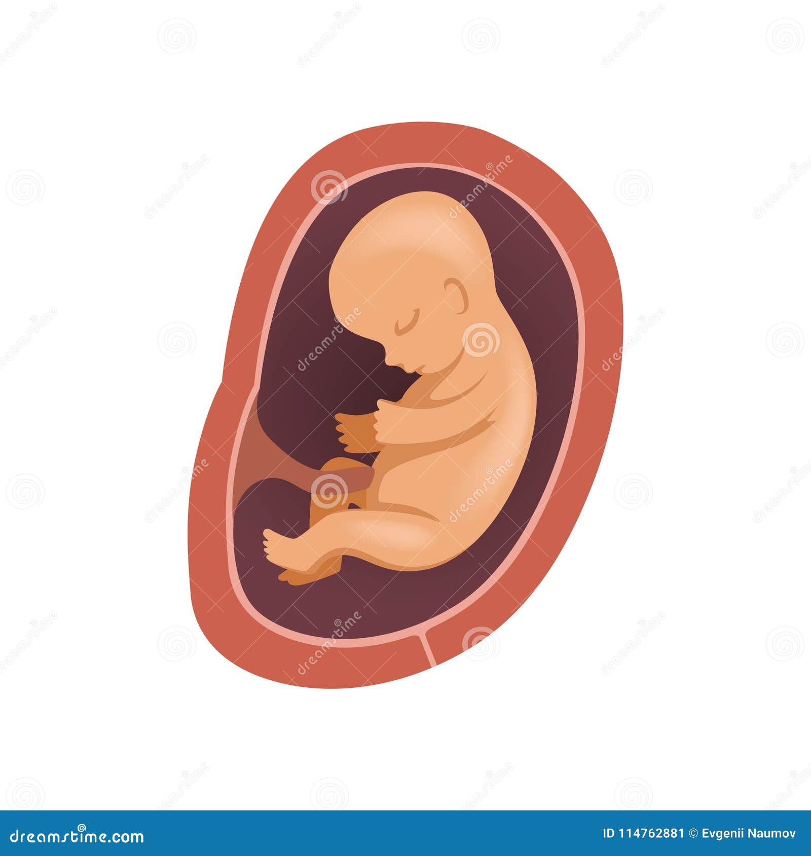 胎儿成长 - 快懂百科