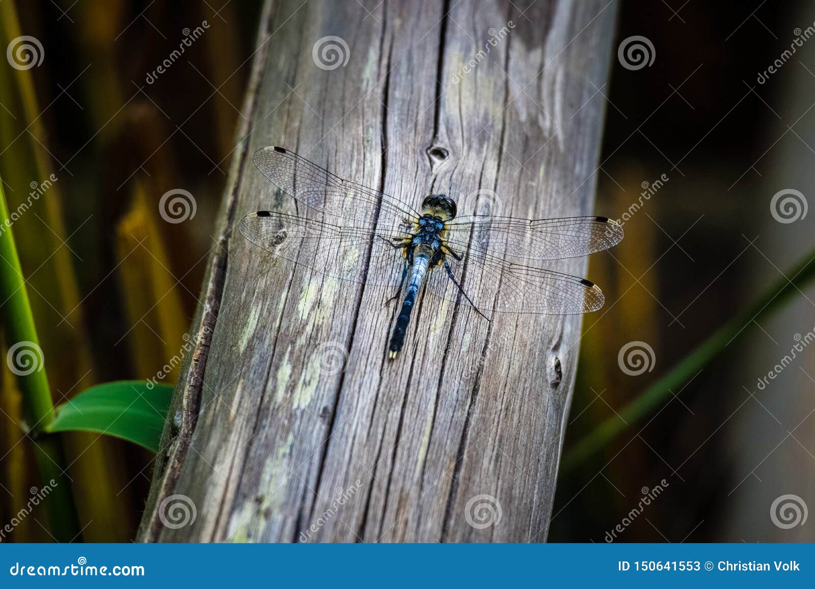 在木头的一只蜻蜓在Kemeru国立公园，拉脱维亚 不是我看见了那里的最大一个，但是相当印象深刻与她的4个翼