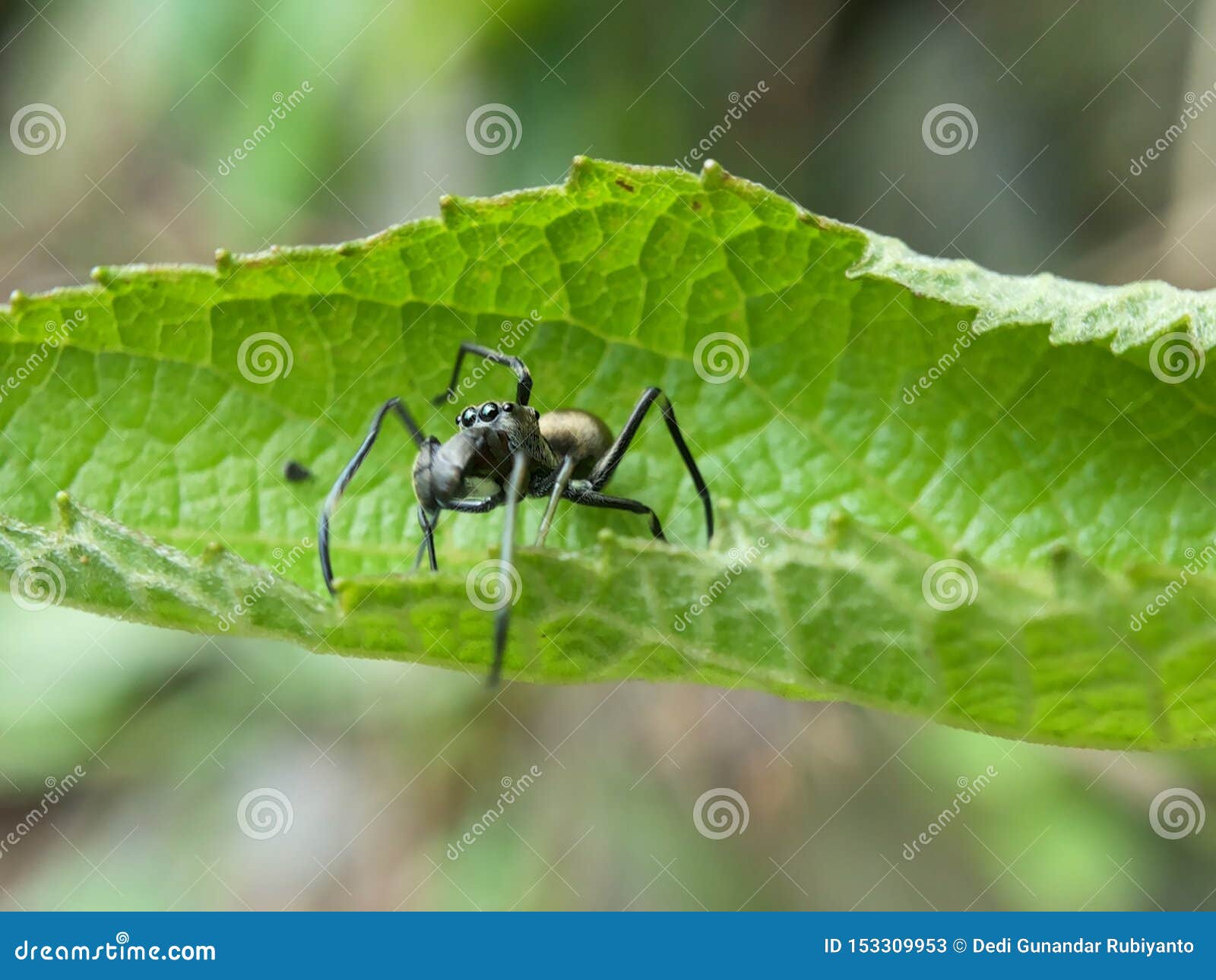 Fotos gratis : naturaleza, telaraña, web, insecto, fauna, material ...