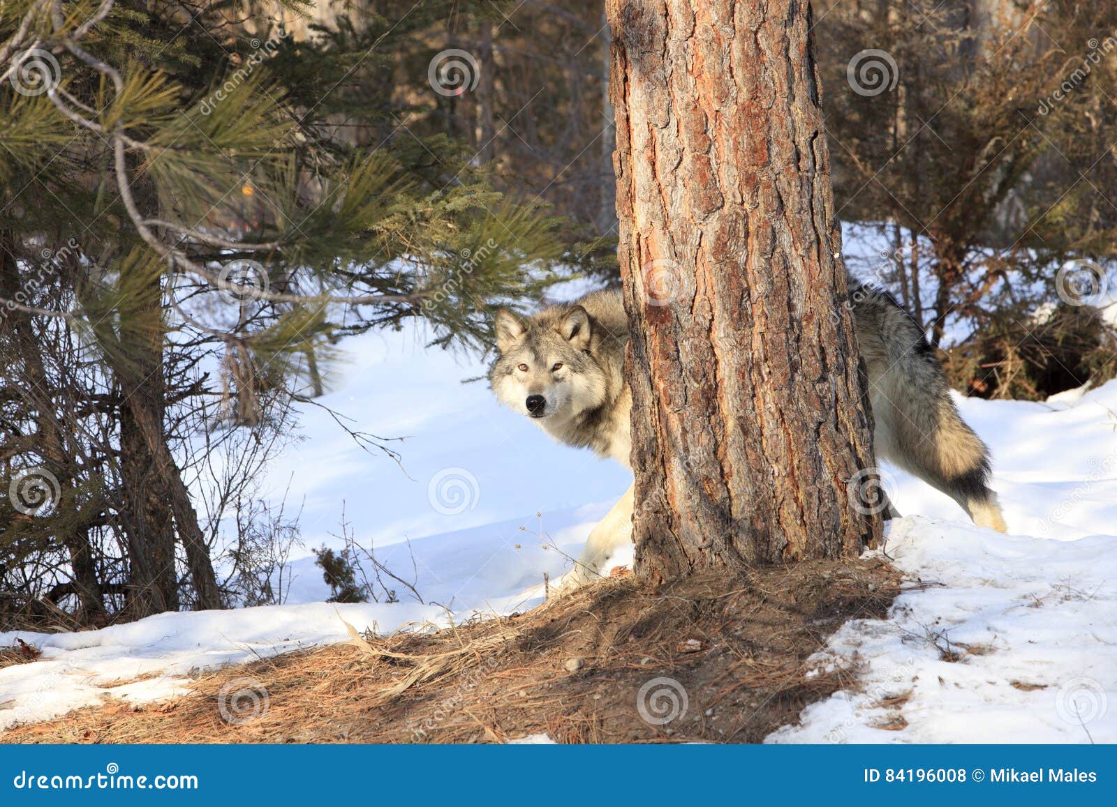 纵向北美灰狼 库存图片. 图片 包括有 毛茸, 敏锐, 剧烈, 犬属, 观察, 食肉动物, 长毛, 查找 - 21981271