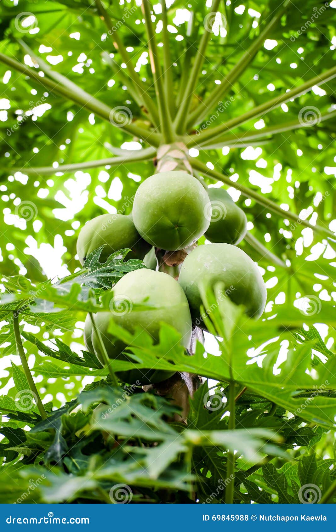 番木瓜-药用植物花谱-图片