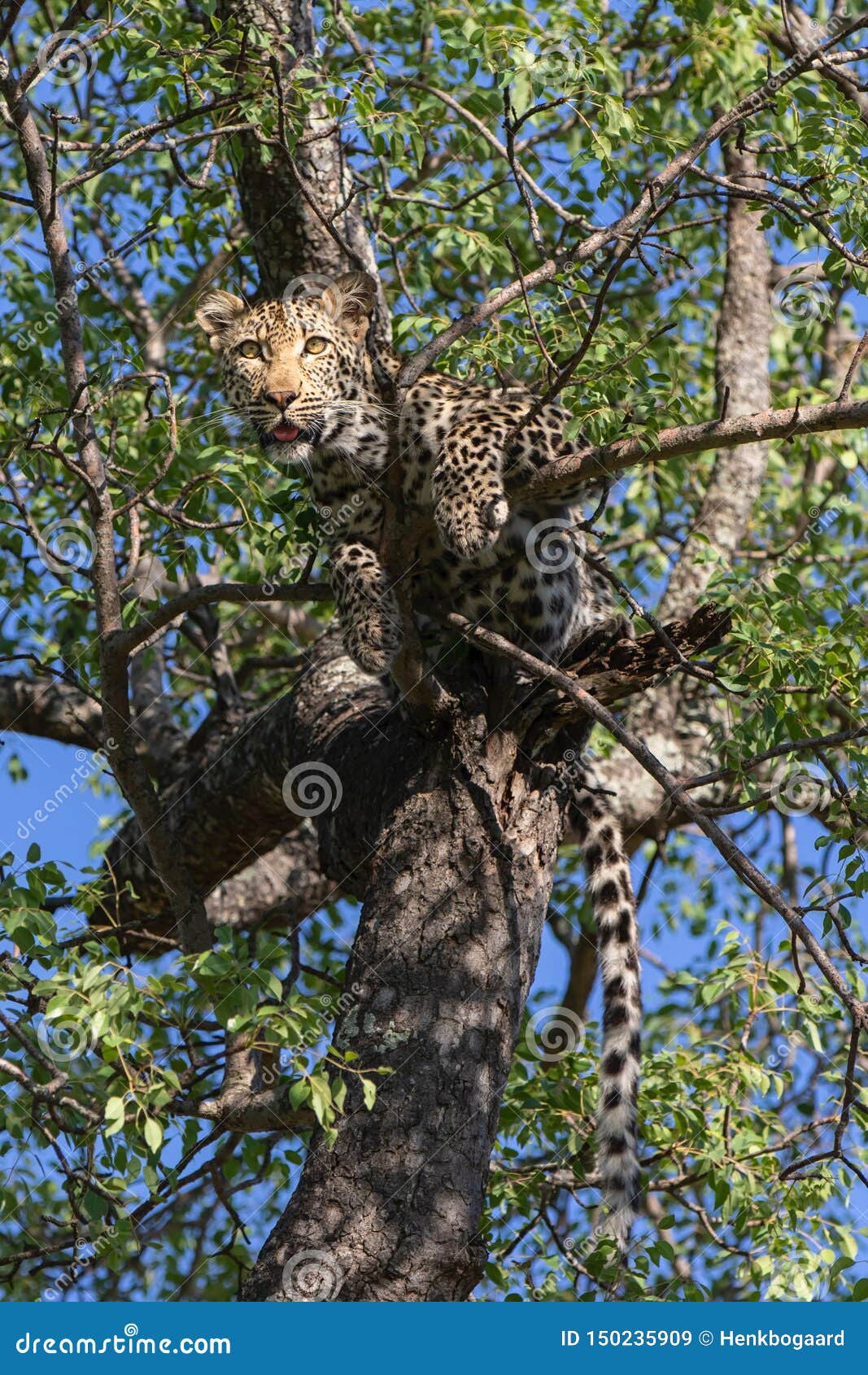 豹子结构树 库存图片. 图片 包括有 绿色, 茴香, 外出, 搜索, 敌意, 吸引力, 猫科动物, 监视, 狩猎 - 1010495