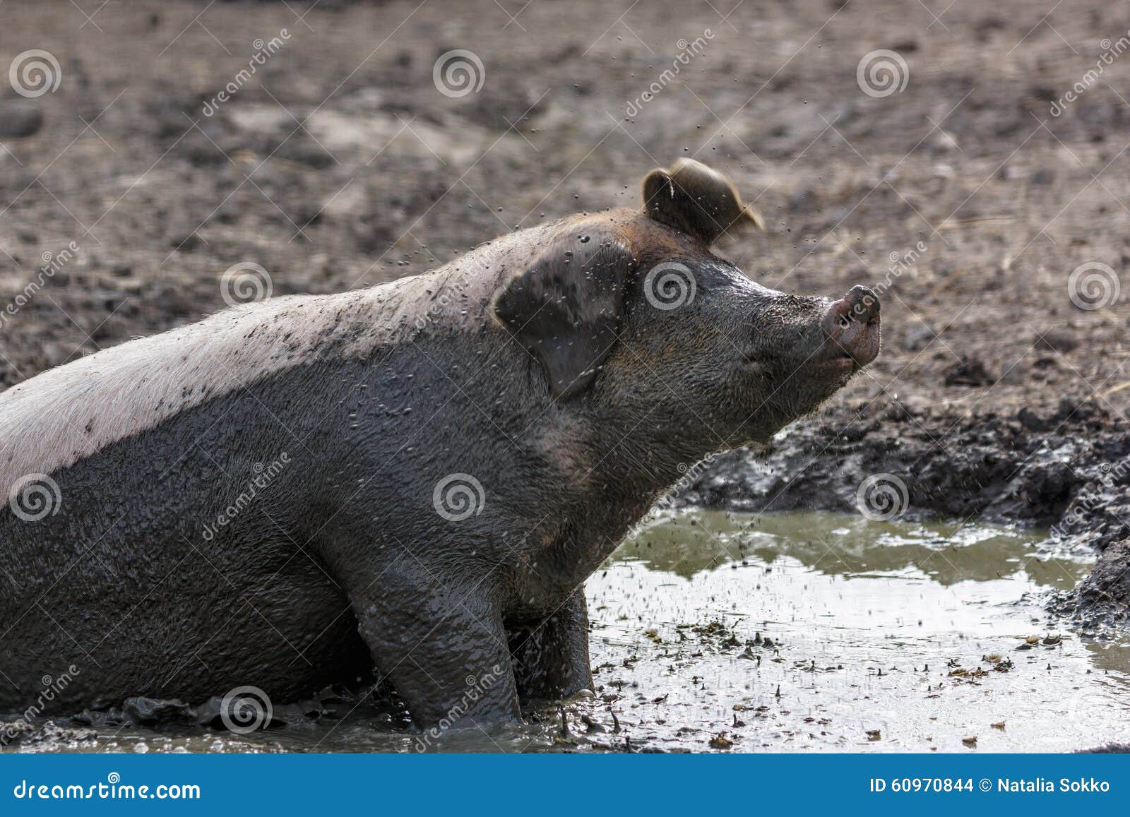 泥浴是动物福利问题，一头脏嘴被泥泥和浑浊的水猪所养的家猪，或是负责监管的母猪 库存照片 - 图片 包括有 国内, 本质: 204177502