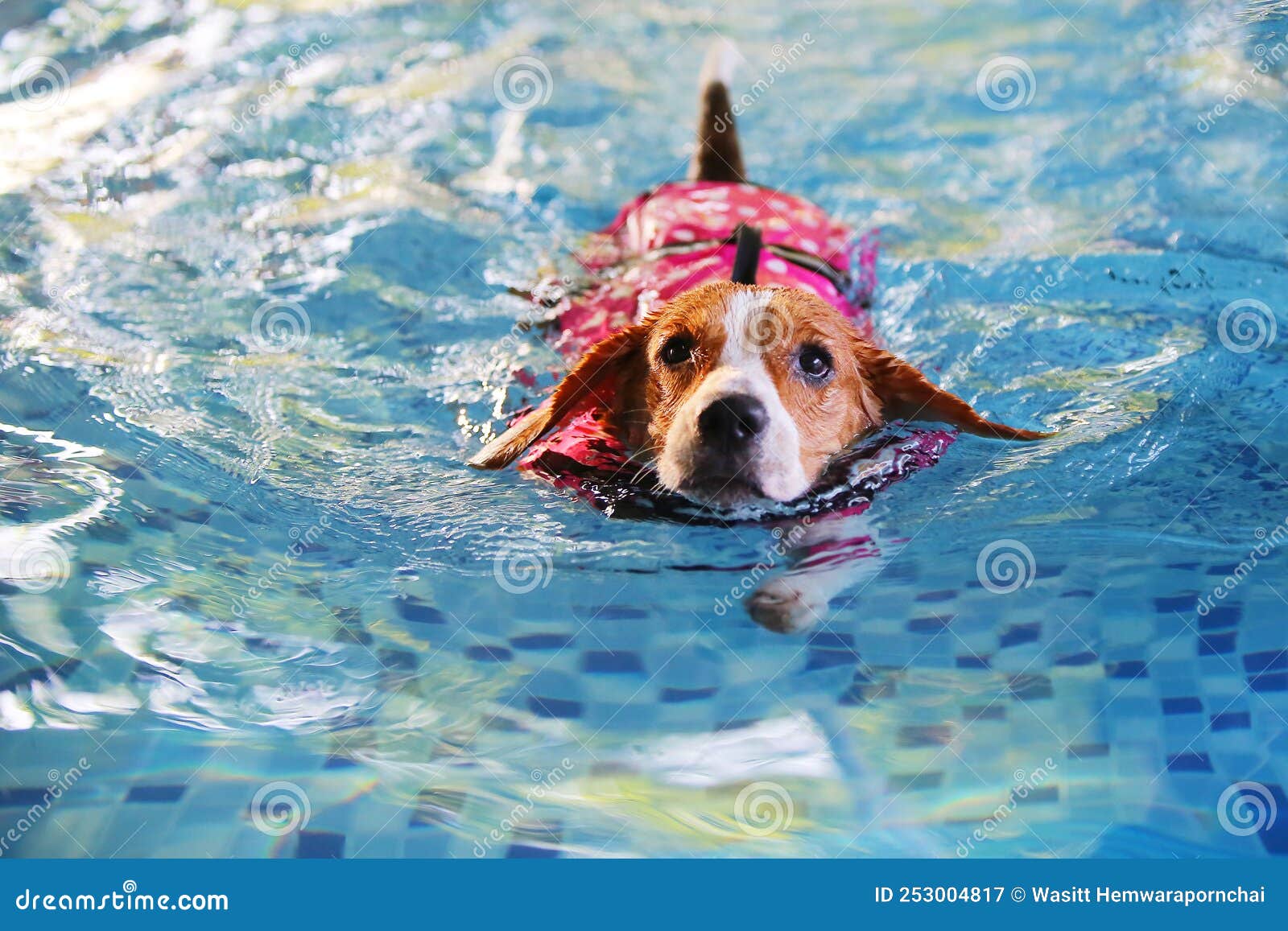 游泳的狗照片摄影图片_ID:344511494-Veer图库