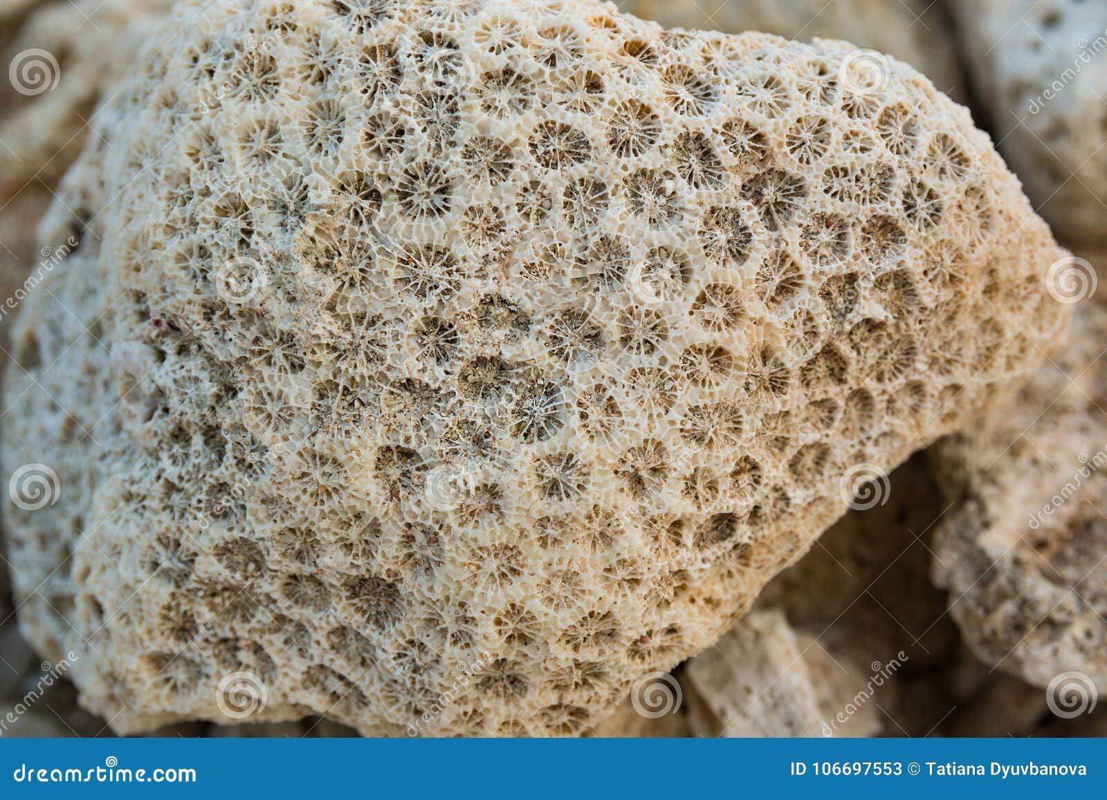 珊瑚化石 - 石馆 - 国石网