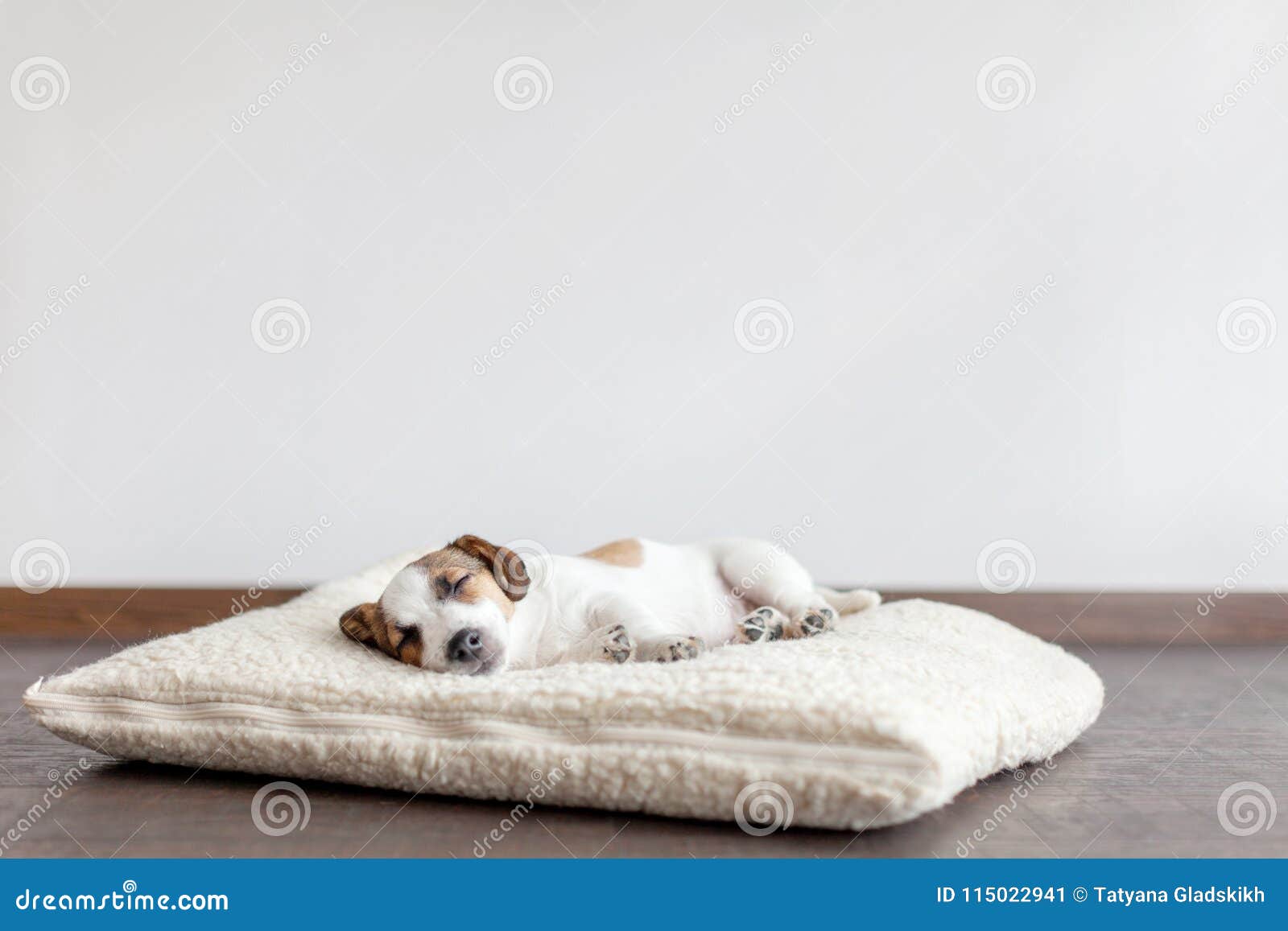 小小狗躺在床上条纹床单温暖舒适慵懒可爱