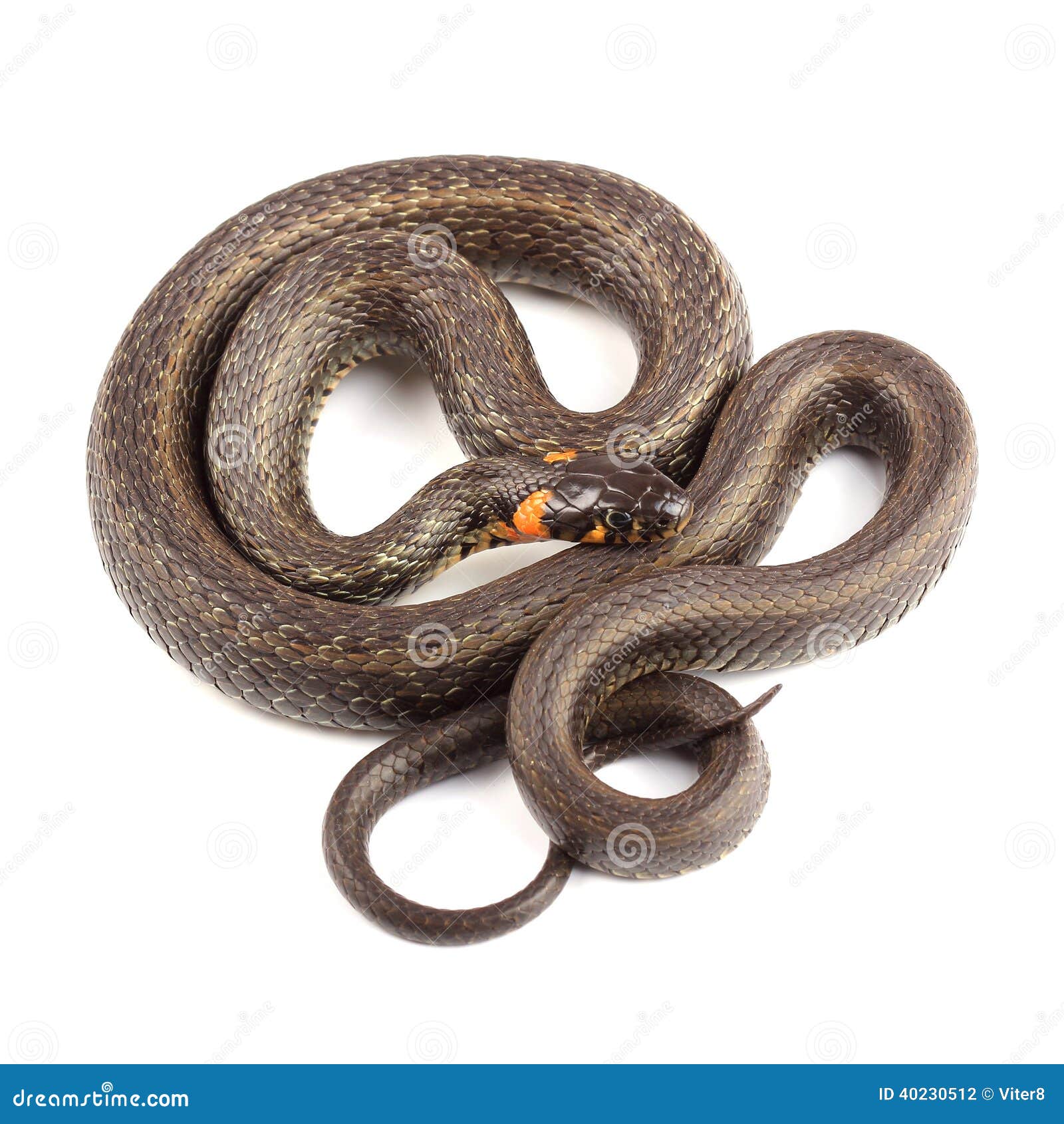 草蛇Natrix natrix 库存图片. 图片 包括有 蠕动, 字段, 生物, 爬行动物, 关闭, 草原 - 89686283
