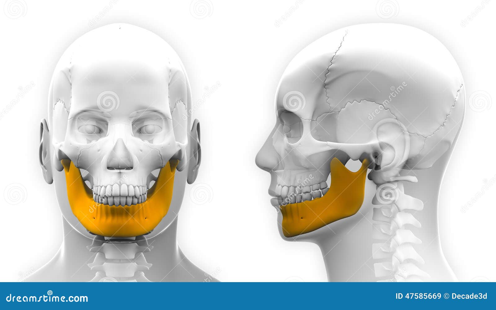 下颌线和下颚线的区别图片