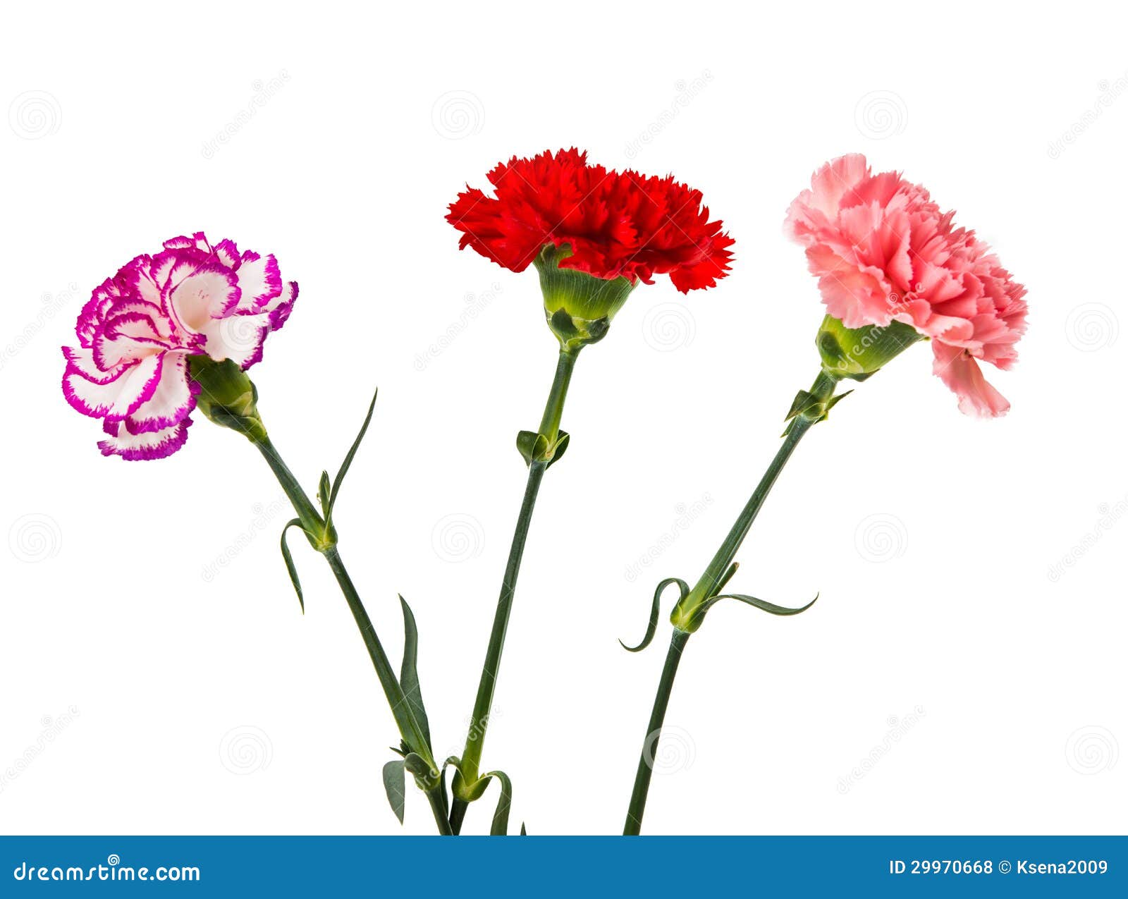 Pink Carnation - Pink (Color) Photo (34691889) - Fanpop