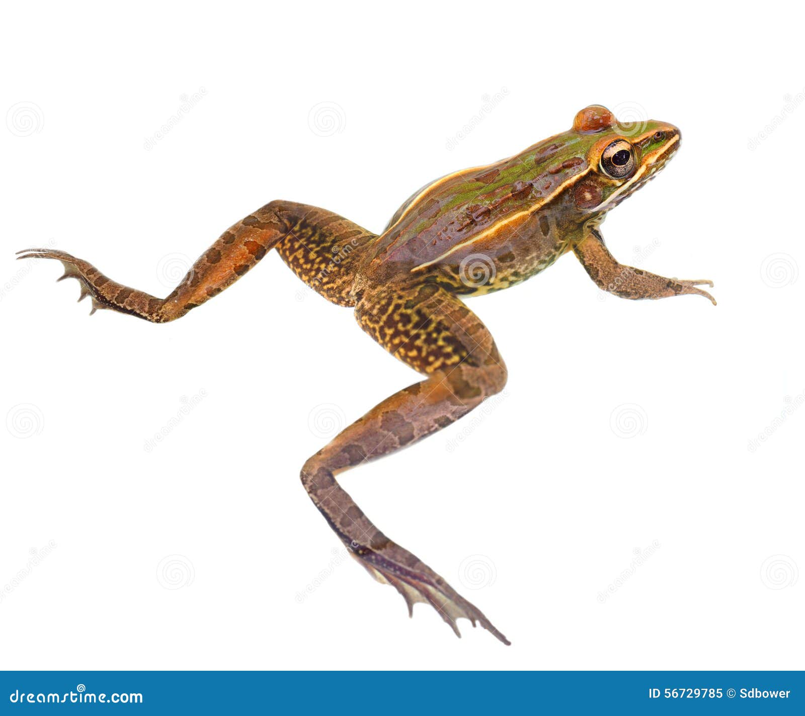 北青蛙的豹子 库存图片. 图片 包括有 池塘, 地点, 蛙属, 察觉, 北部, 截肢术, 豹子, 开会, 青蛙 - 2545685