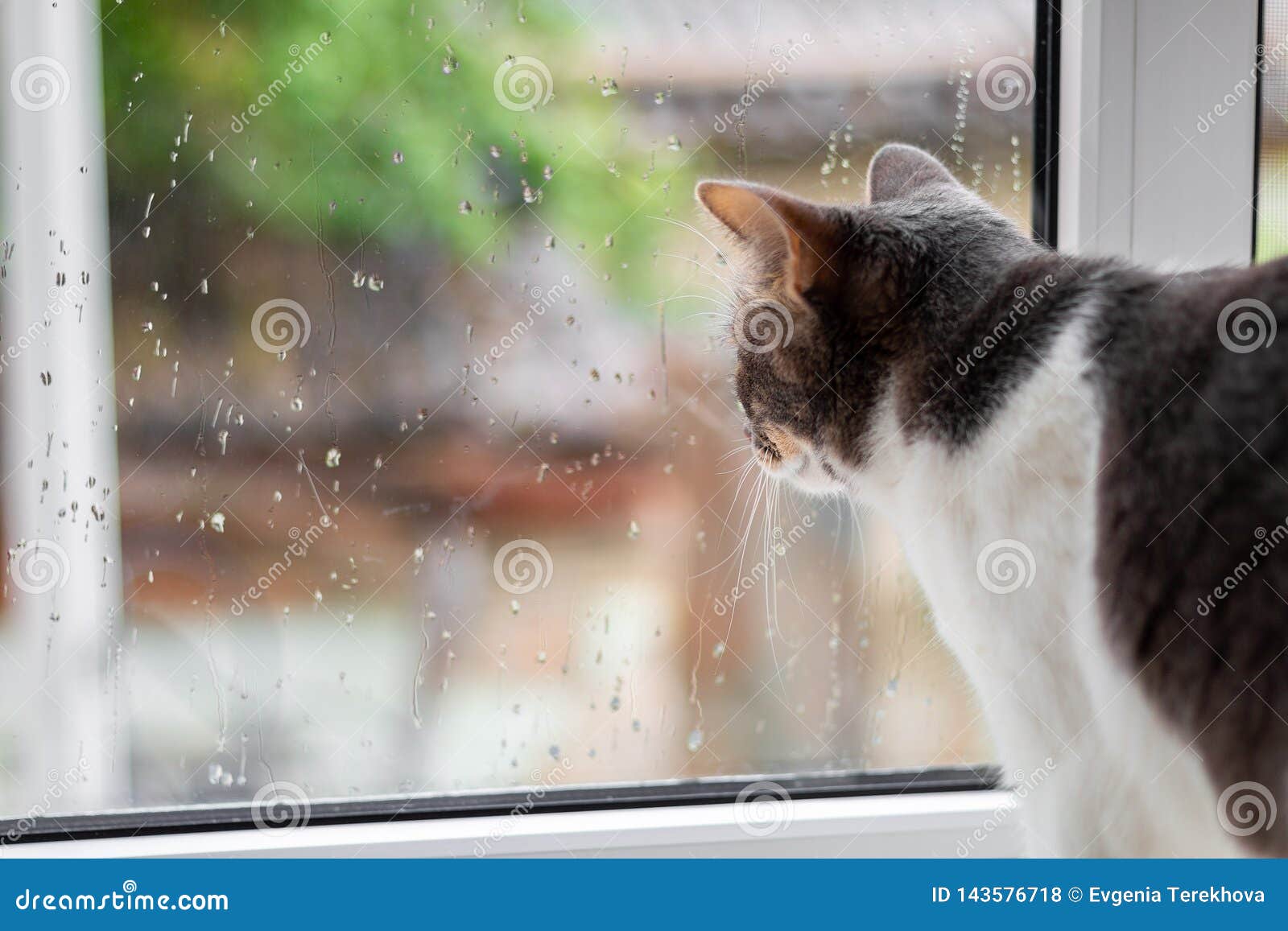 可爱的姜黄色小猫坐在窗台上，看着飘落的雪花。舒适的家庭背景与家养毛茸茸的宠物。照片摄影图片_ID:304415803-Veer图库