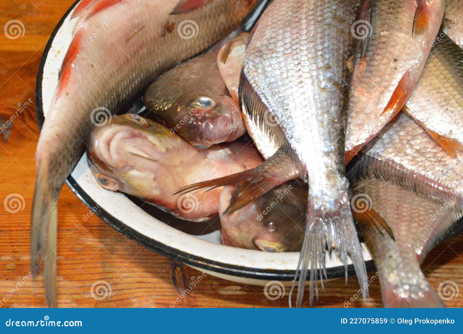 刺特别多的淡水鱼,鱼刺最多的鱼排行,有很多细刺的海鱼_大山谷图库