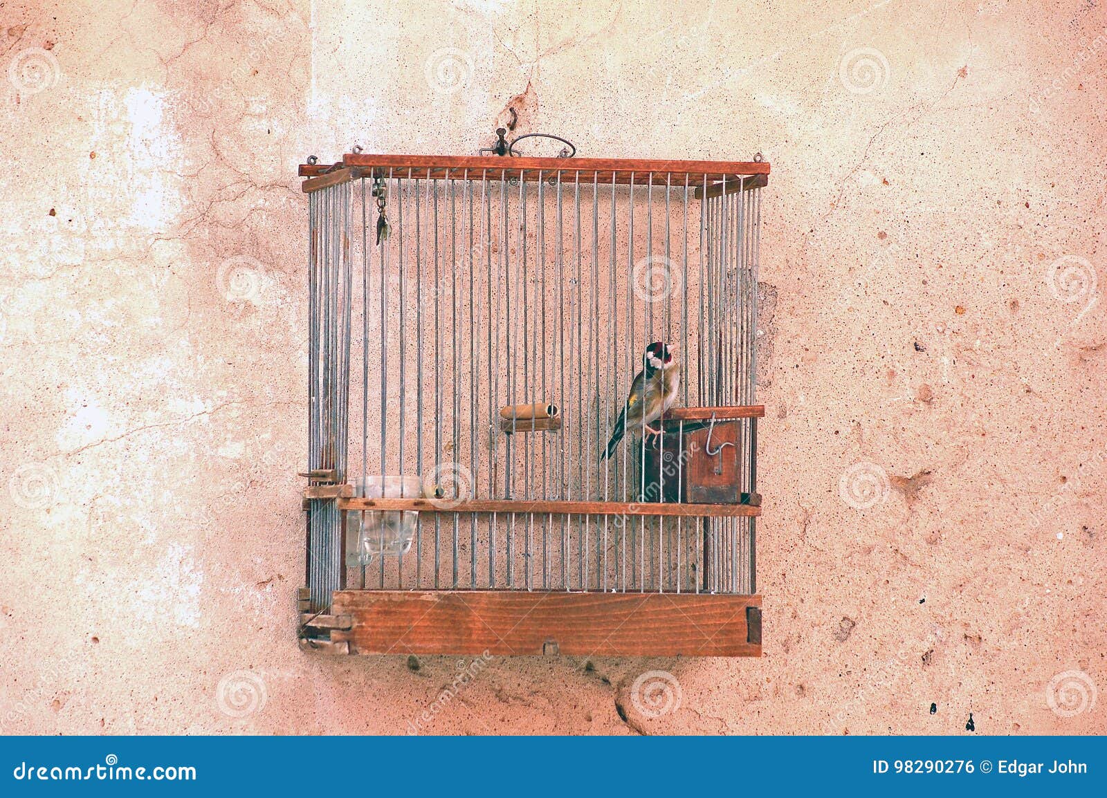 鹦鹉 关在笼子里 被困 - Pixabay上的免费照片 - Pixabay