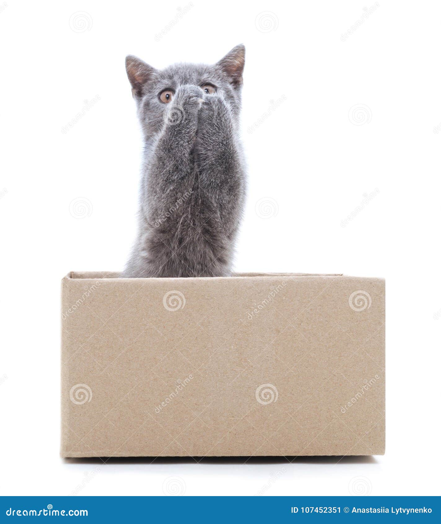 在紫色箱子里的波斯猫46753_猫咪_动物类_图库壁纸_68Design