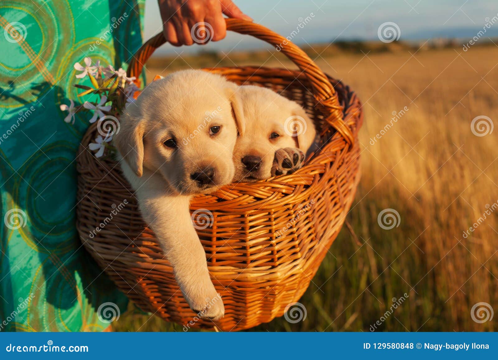 躺在竹编篮子里的两只花狗