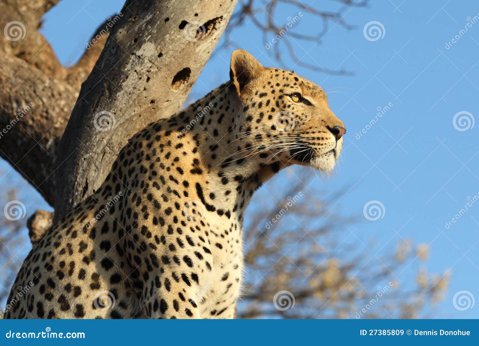 豹子结构树 库存图片. 图片 包括有 本质, 自然, 食肉动物, 敌意, 通配, 原野, 闹事, 纳米比亚 - 11348131