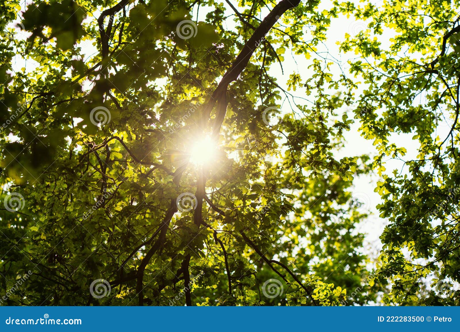 在绿色宽树下查看. 阳光穿透了叶子