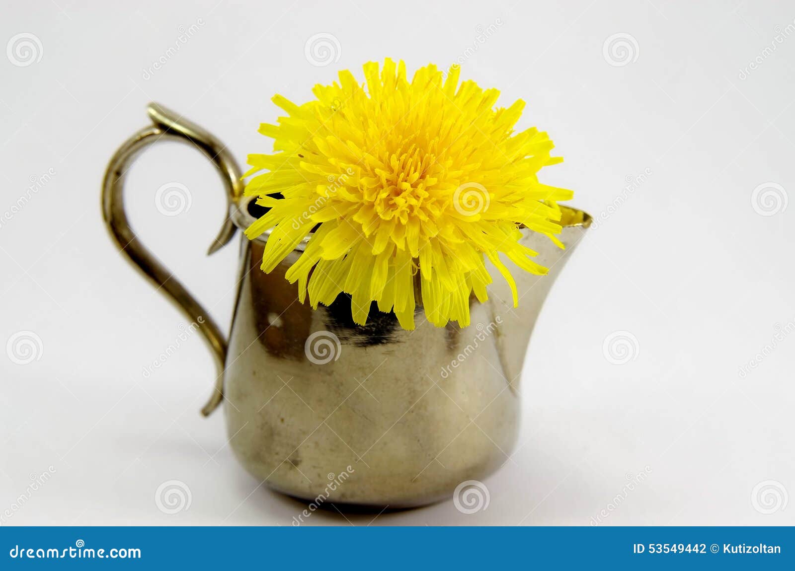 在花瓶的蒲公英花在白色背景 被拍的照片：5月01日 2015年