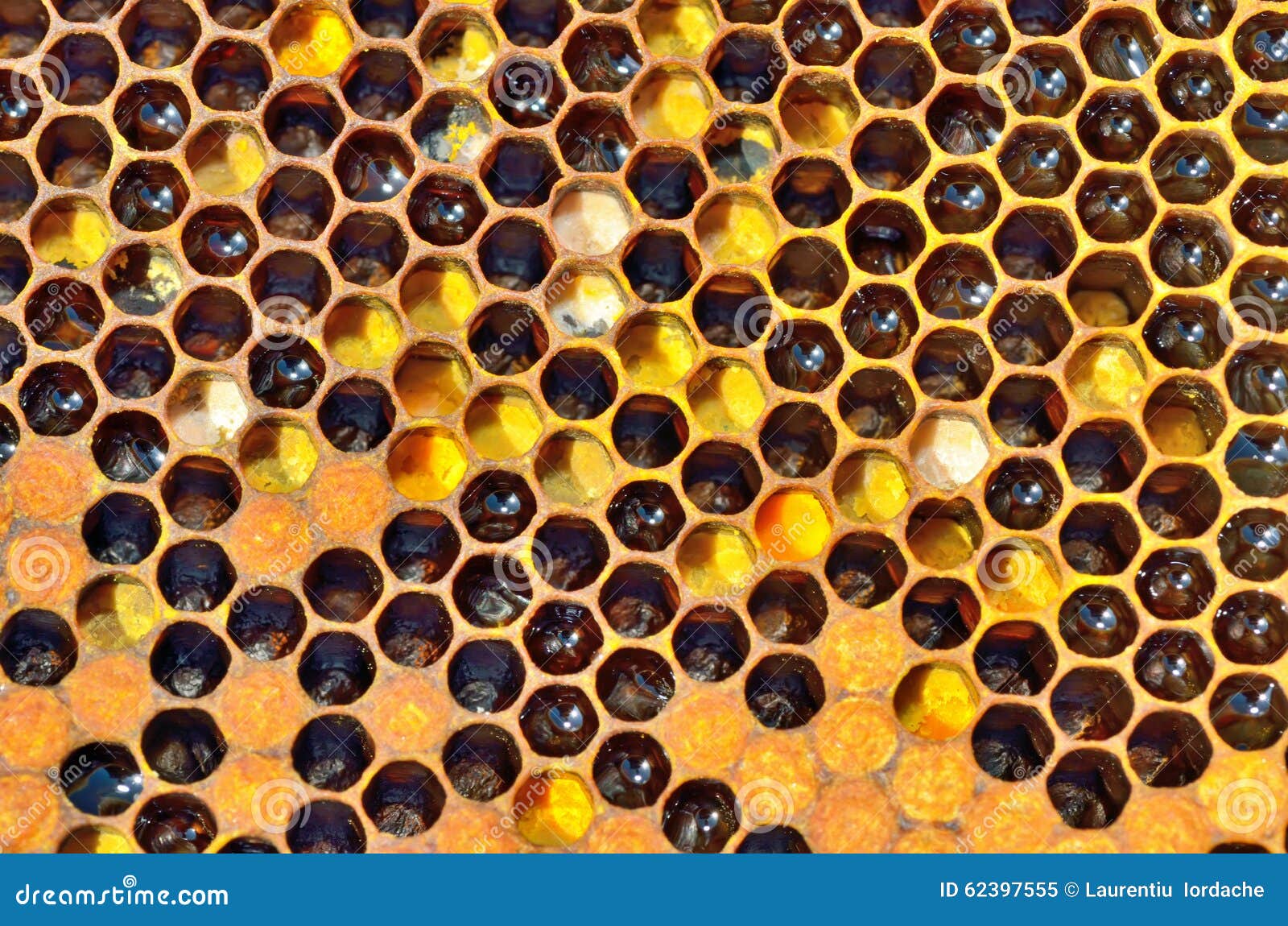 Inside The Bee Hive Free Stock Photo - Public Domain Pictures