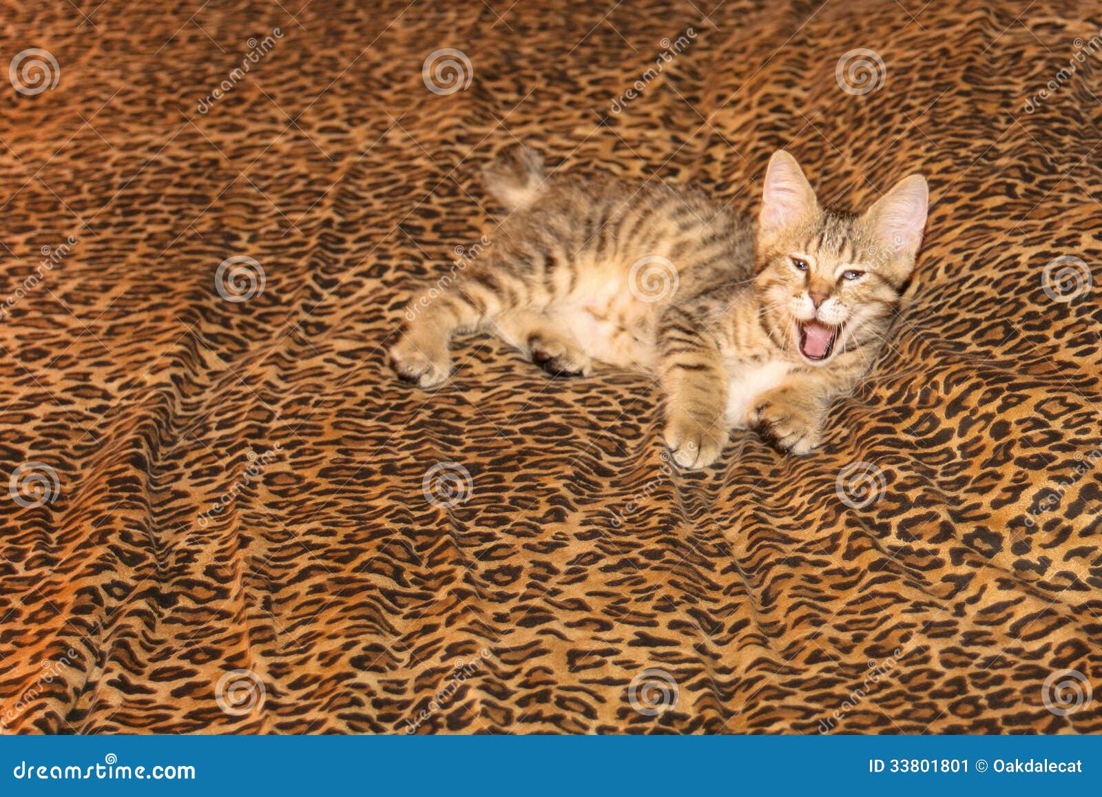 在豹子板料的打呵欠的Pixiebob小猫. 与巨型畸形的人的爪子，从一个狂放的美洲野猫的一个后裔和一只野生猫的这只三个月的老镶边Pixiebob小猫，看在家胡乱地基于豹子样式板料。