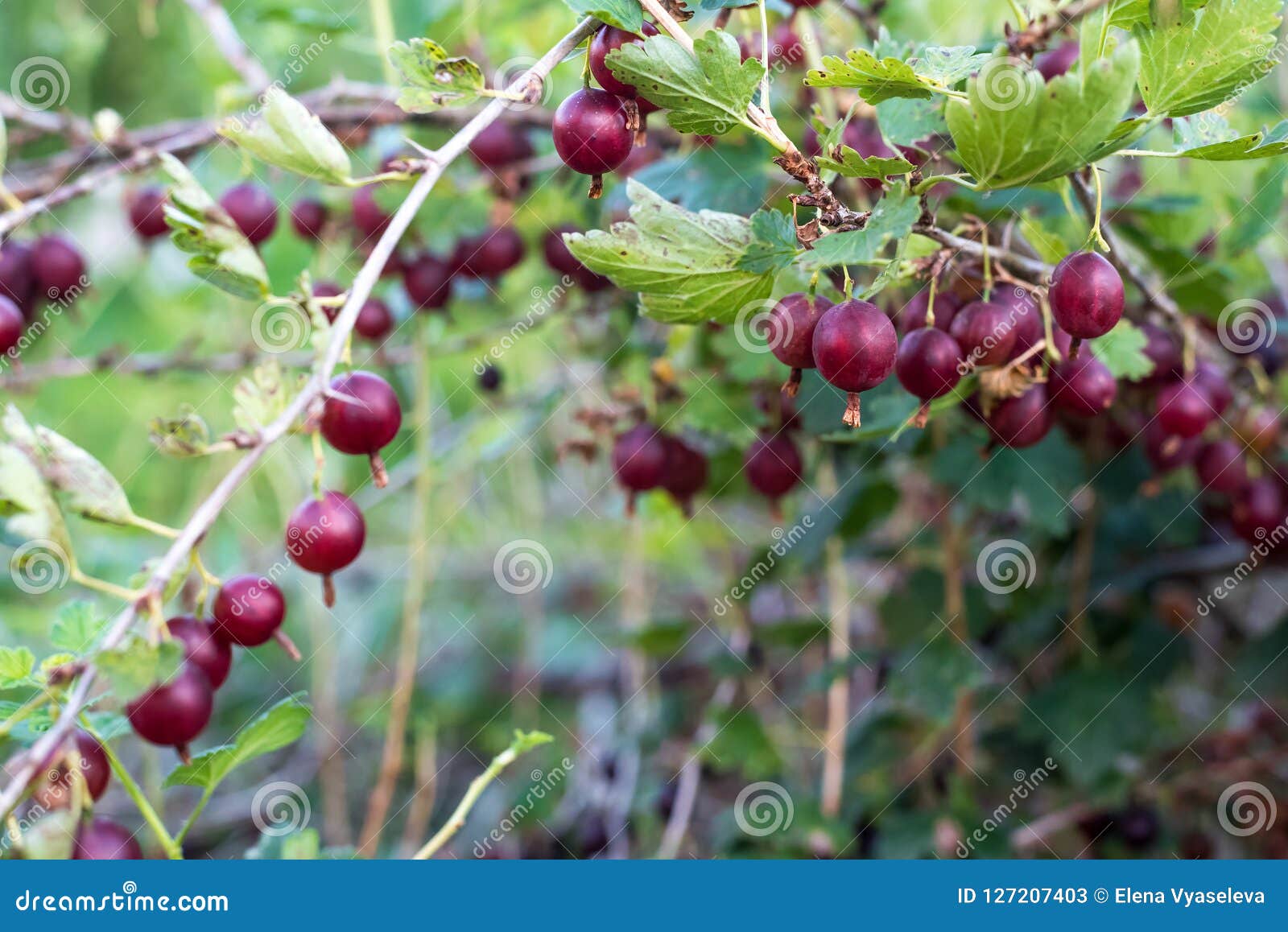 鹅莓都有哪些常见的品种？-168鲜花速递网