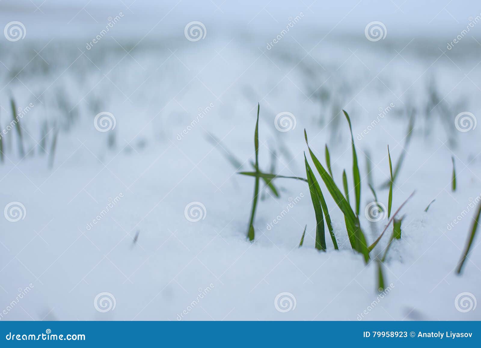 在雪的麦子. 秋天和冬天 在雪的绿色麦子新芽