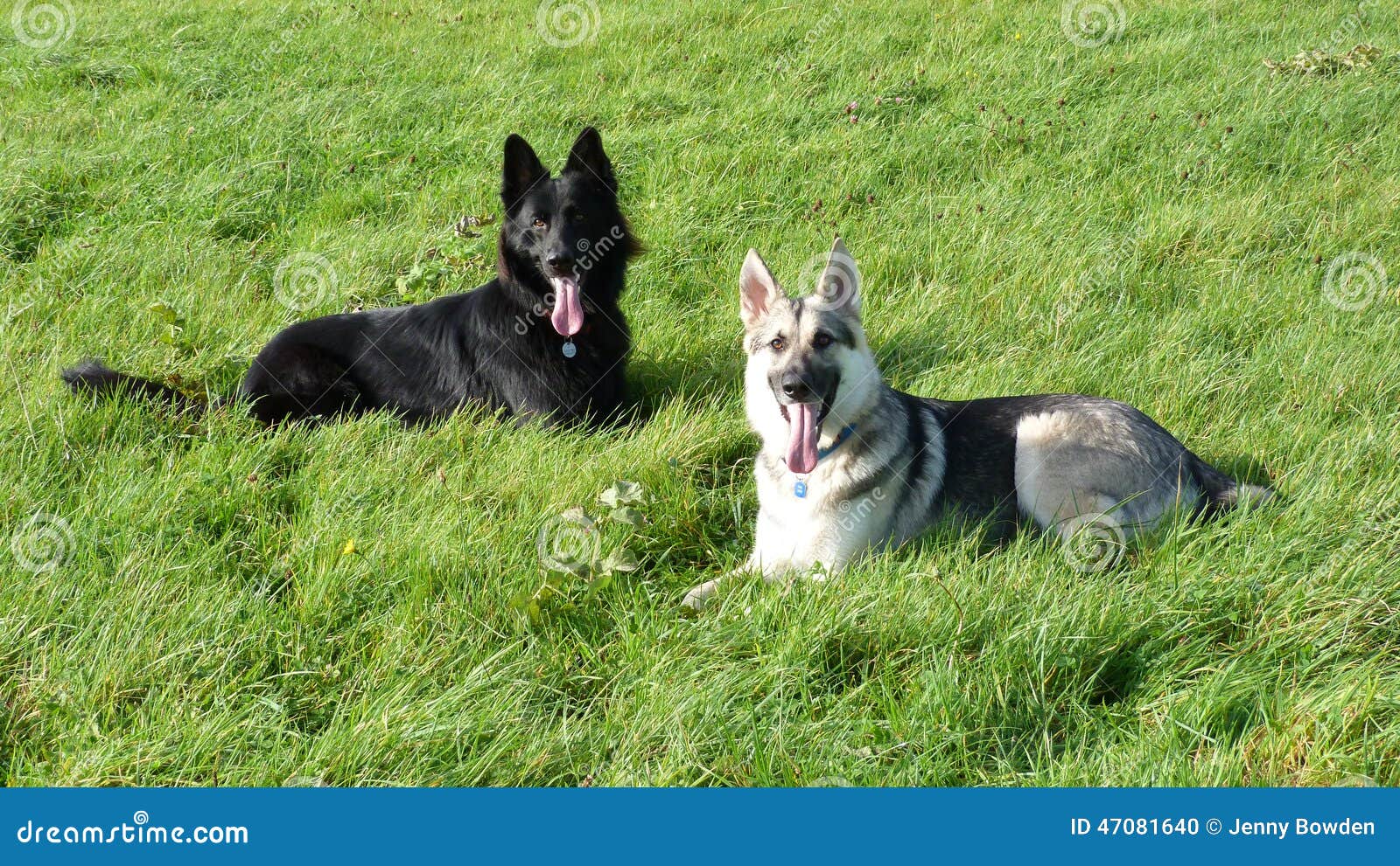 在领域的幼小德国牧羊犬狗. 两年轻德国牧羊犬在英国尾随在一个领域的放松，戒备