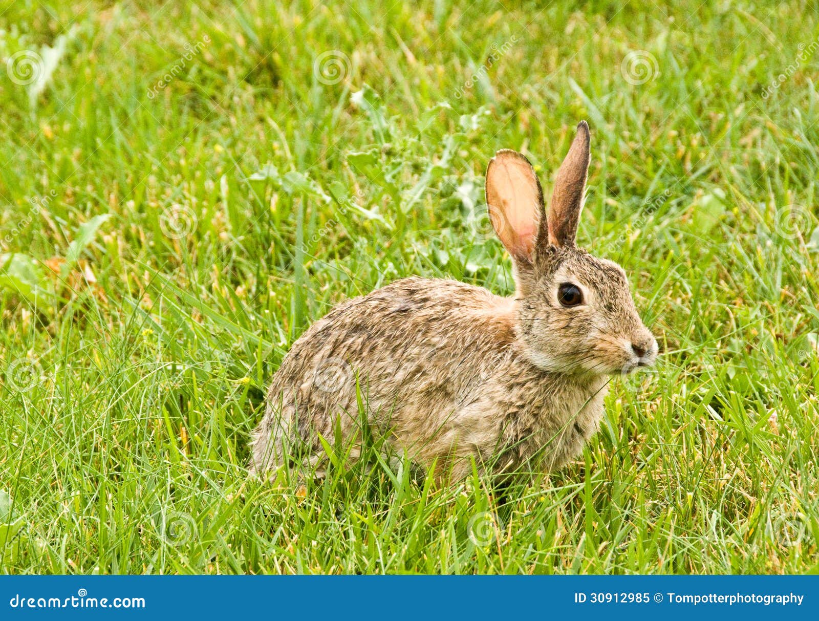 超过 60 张关于“Young Hare”和“野兔”的免费图片 - Pixabay