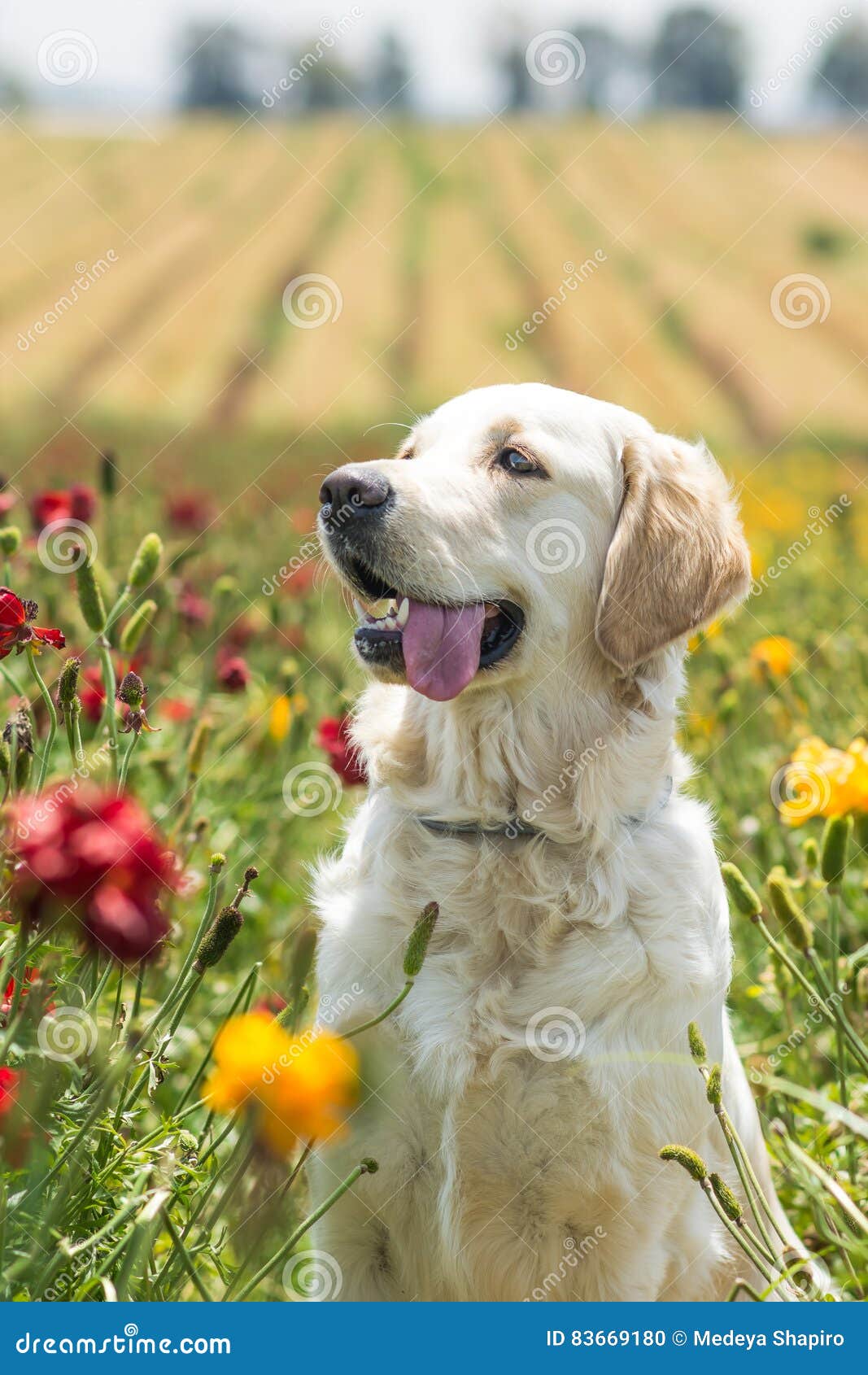 在领域的金毛猎犬. 在花的领域的金毛猎犬
