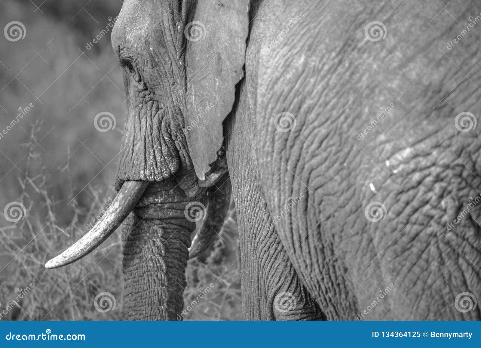 非洲大象黑白图片