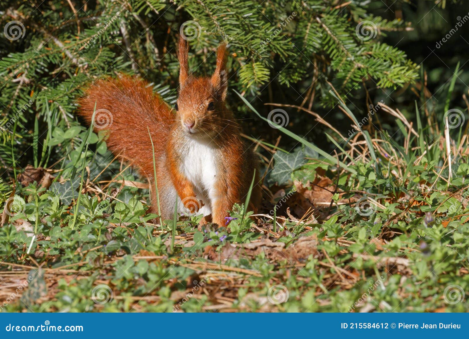 在雪的欧洲红松鼠在森林里 库存照片. 图片 包括有 虚拟, 毛皮, 灰鼠, 啮齿目动物, 户外, 哺乳动物 - 85498688