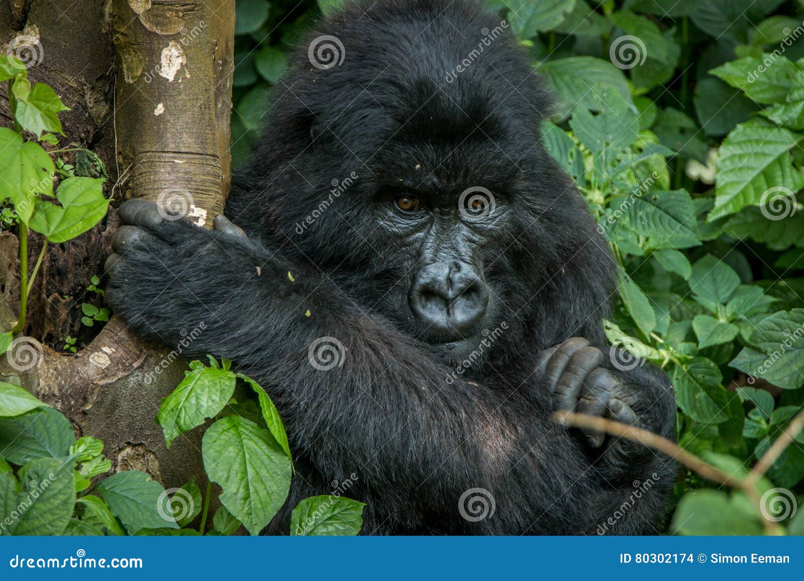 一只黑猩猩正在爬基巴莱森林里的树 库存图片. 图片 包括有 平底锅, 闹事, 自然, 东部, 刚果, 系列 - 165099207