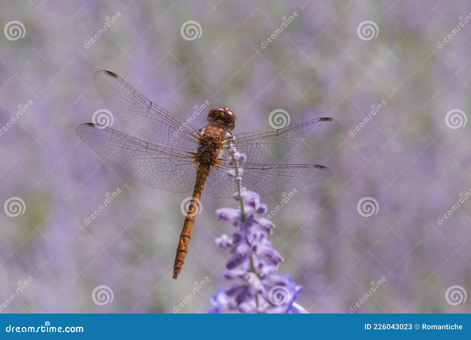 坐在紫花上的蜻蜓的特写