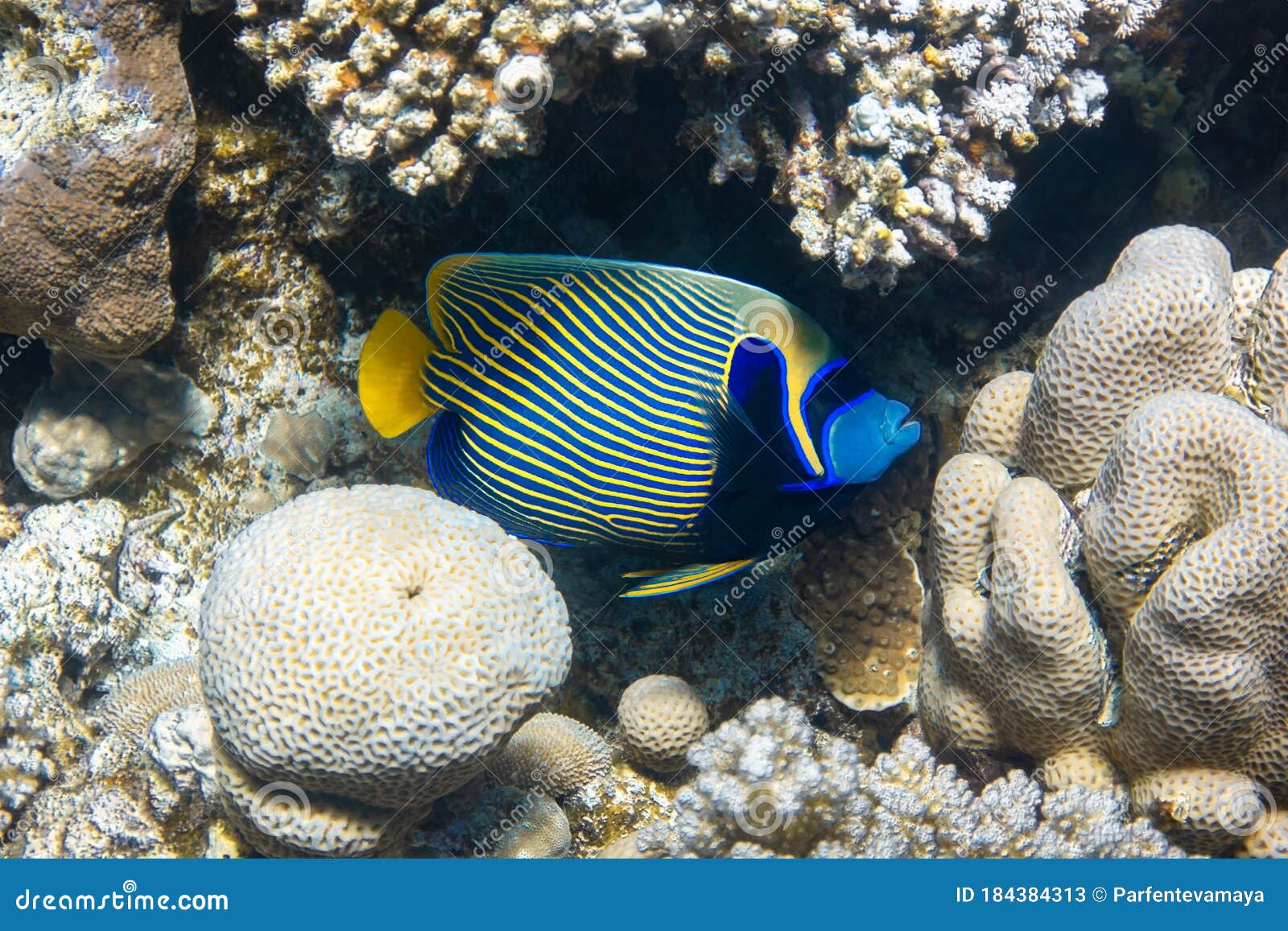 珊瑚石斑鱼在埃及的红海 库存图片. 图片 包括有 石斑鱼, 水肺, 水族馆, 黄色, 察觉, 热带, 潜水 - 26723163