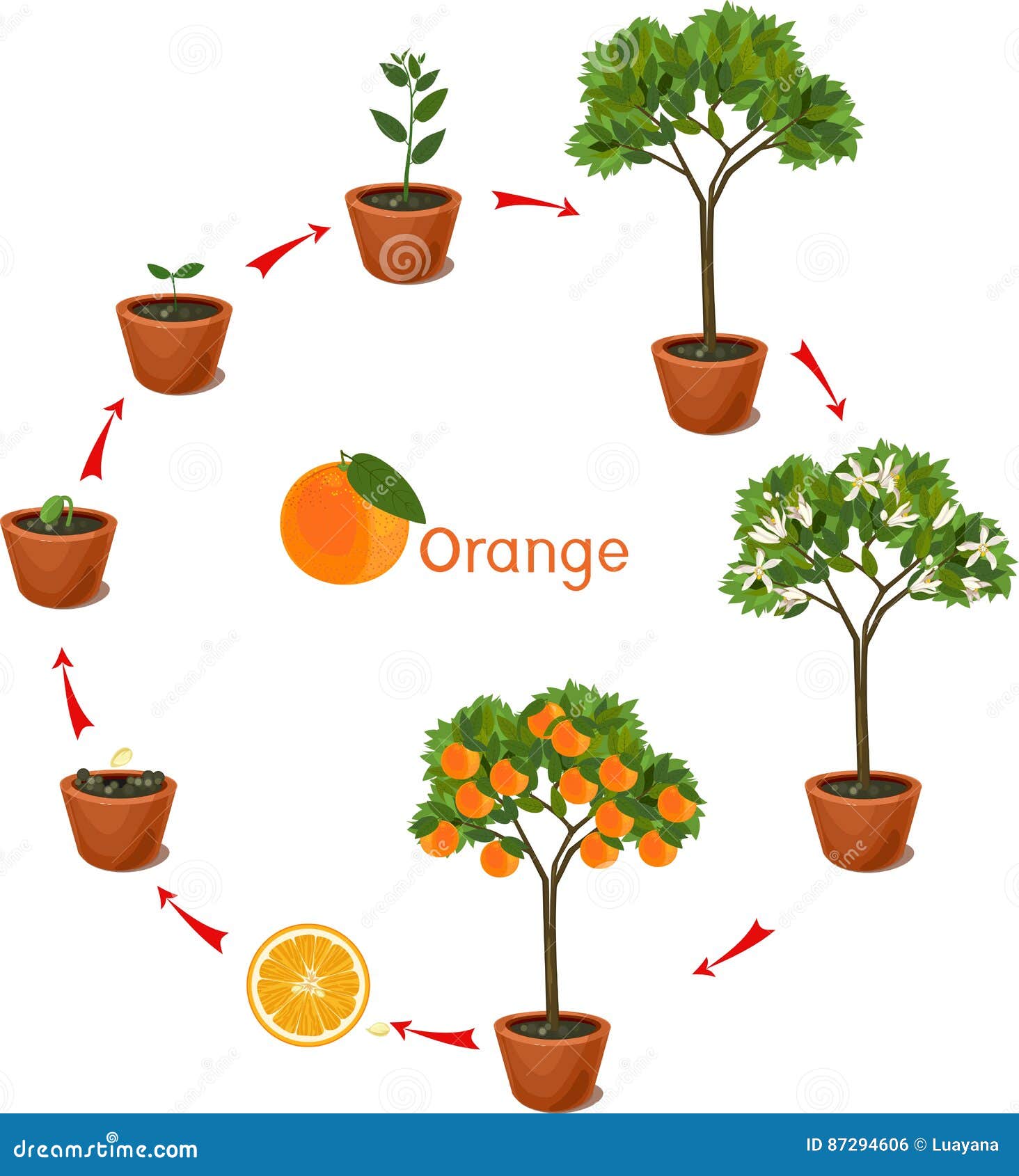 增长到从种子的植物到橙树 生命周期植物 向量例证. 插画 包括有 生长, 橙色, 花卉, 果子, 萌芽, 图画 87294606