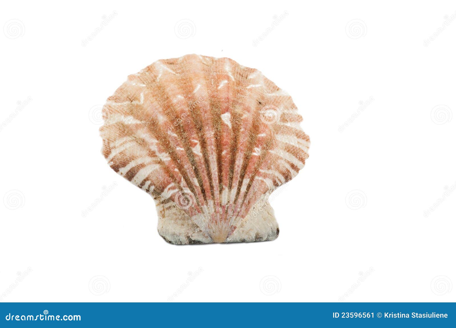 Shell. 背景海运壳白色